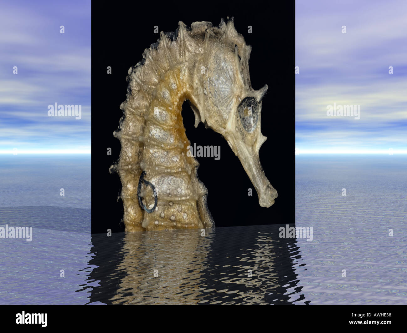 Représentation graphique d'un hippocampe (Hippocampus) Banque D'Images