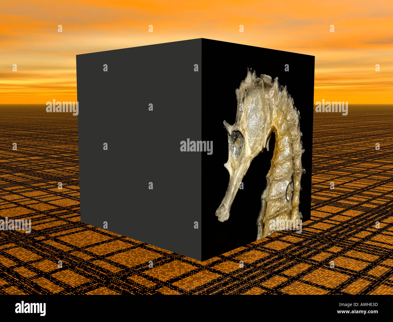 Représentation graphique d'un hippocampe (Hippocampus) Banque D'Images