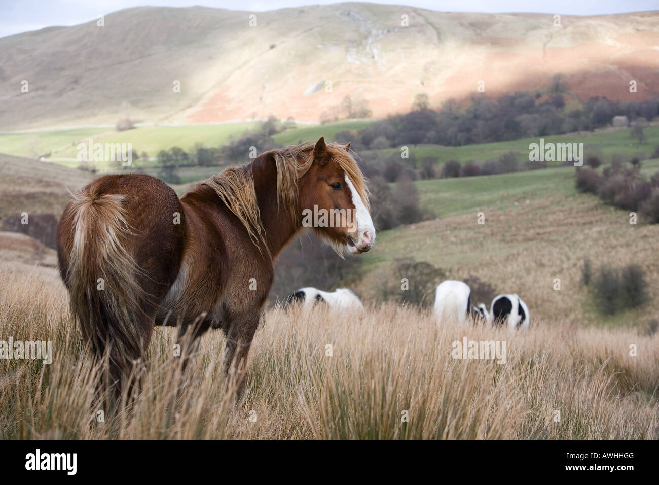 Yorkshire moor chevaux brouter sur les Yorkshire Dales Banque D'Images