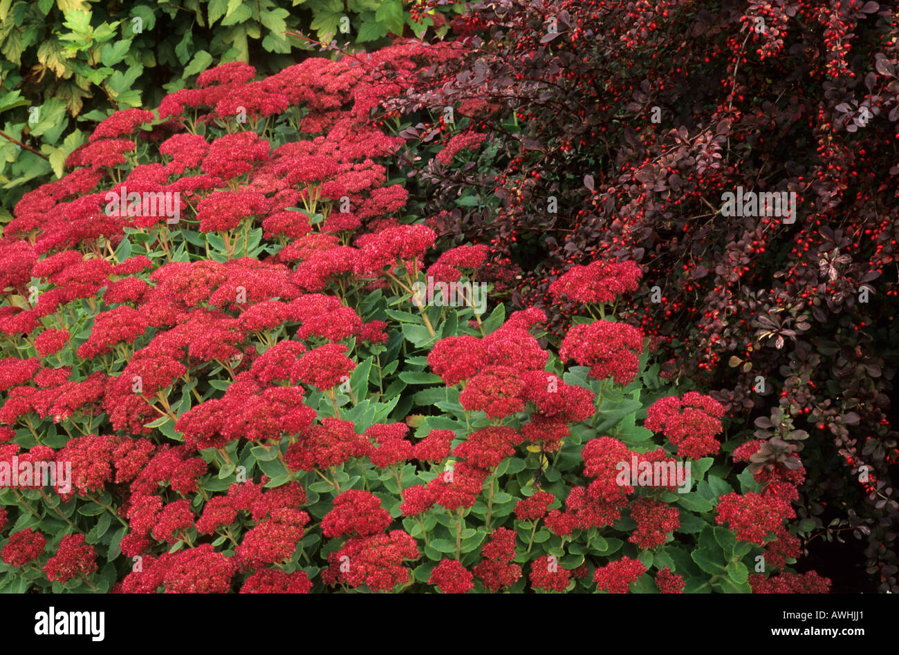 Frontière automne Sedum spectabile 'Autumn Joy' Berberis Rose Glow sédums Septembre Banque D'Images