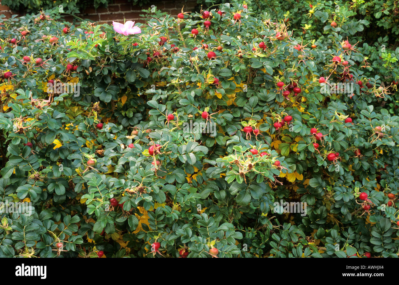 Rosa 'Fru Dagmar Hastrup', rugosa rose, roses, baies, fruits d'automne, les hanches, plante de jardin Banque D'Images