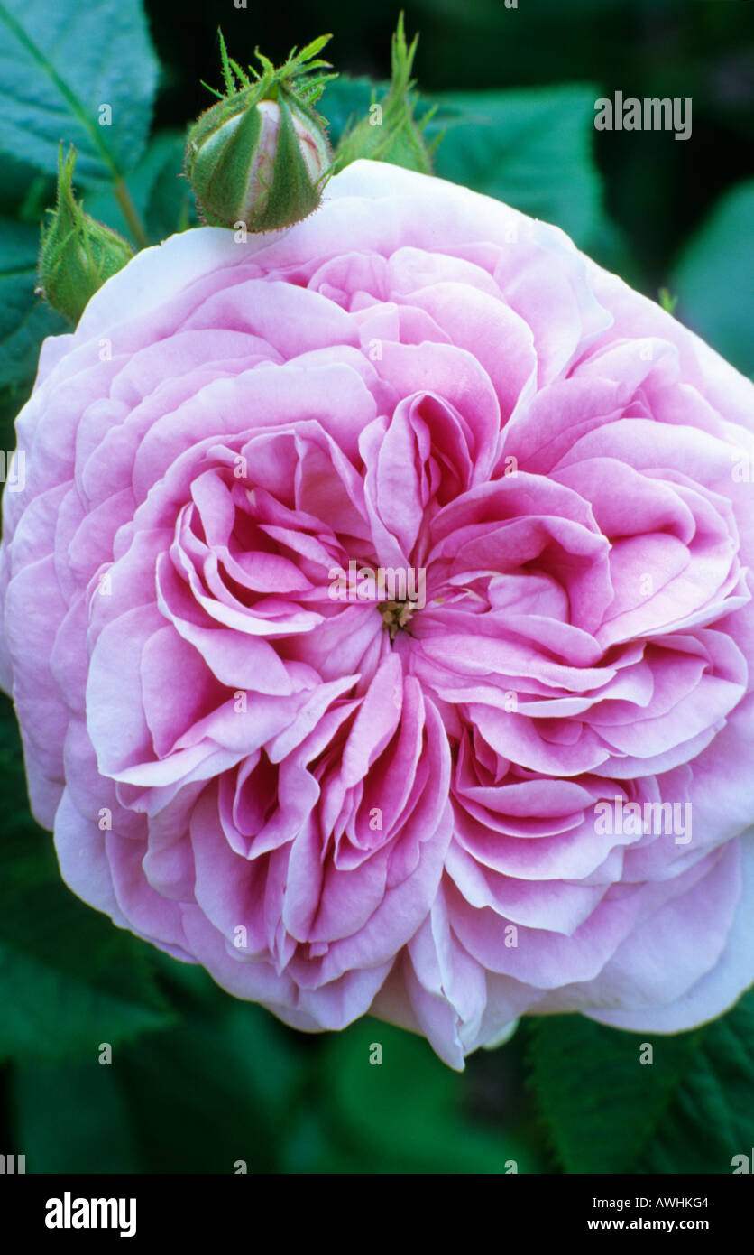 Rosa 'reine du Danemark, syn. 'Konigin von Danemark', Alba rose, fleur rose, jardin planter des roses Banque D'Images