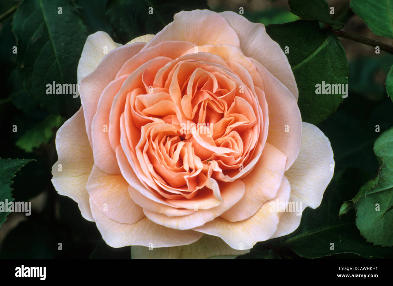 Rosa Sweet Juliette rosier arbustif Banque D'Images