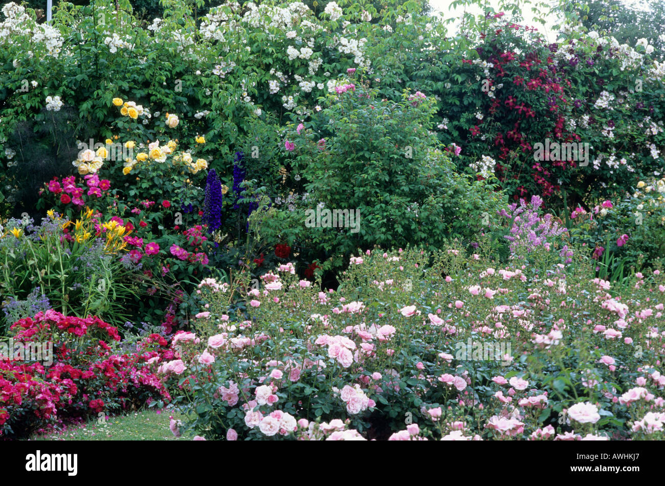Rose Garden, jardins Rosa 'Bonica' et la plantation d'herbacées roses Banque D'Images