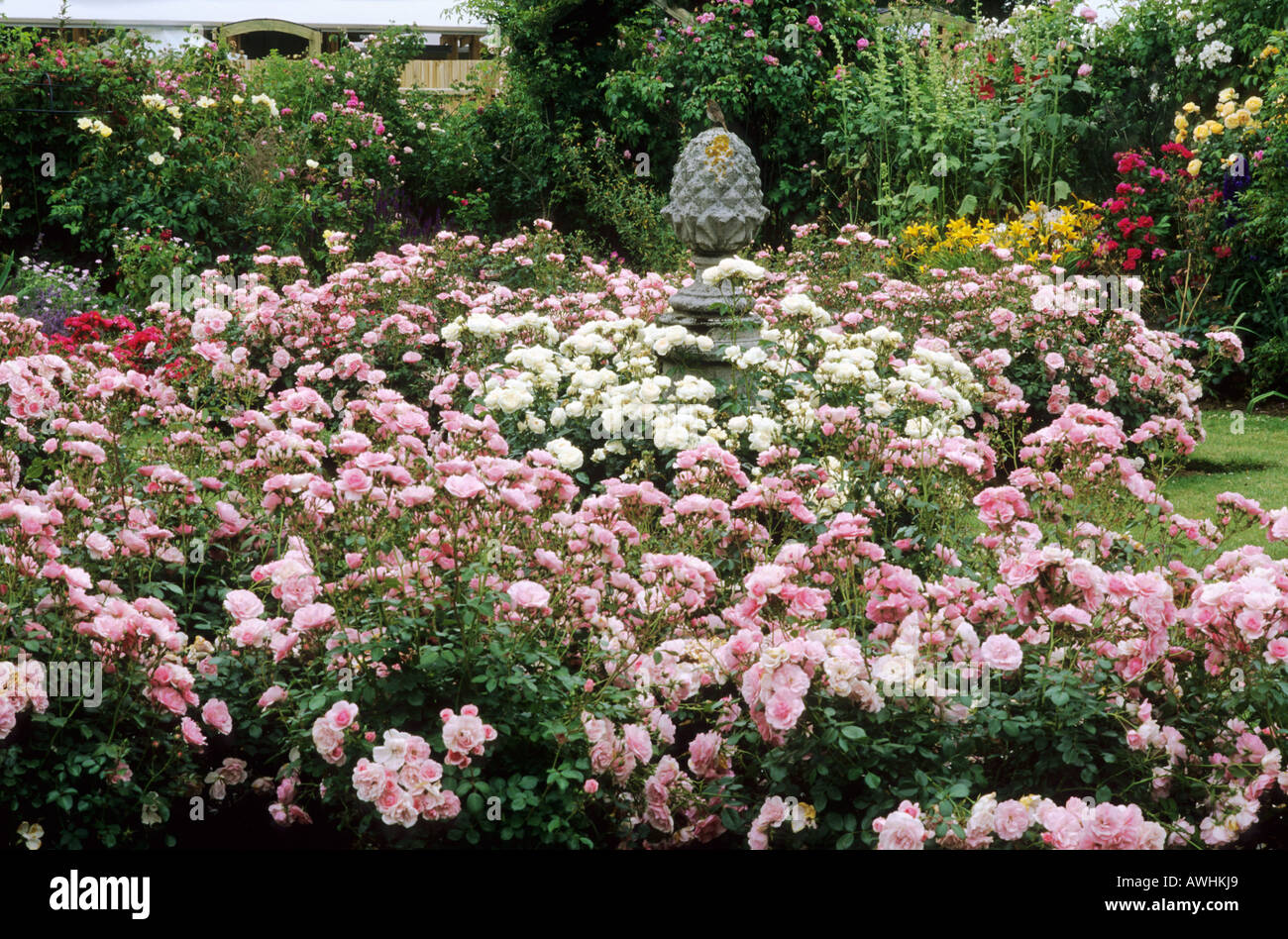 Jardin de roses Rosa Bonica Banque D'Images