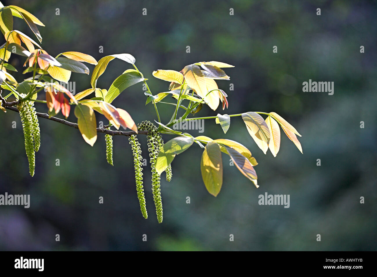 Noyer Juglans regia fleurs mâles et de feuilles fraîches de la vallée de la Restonica Corte Corse France Banque D'Images