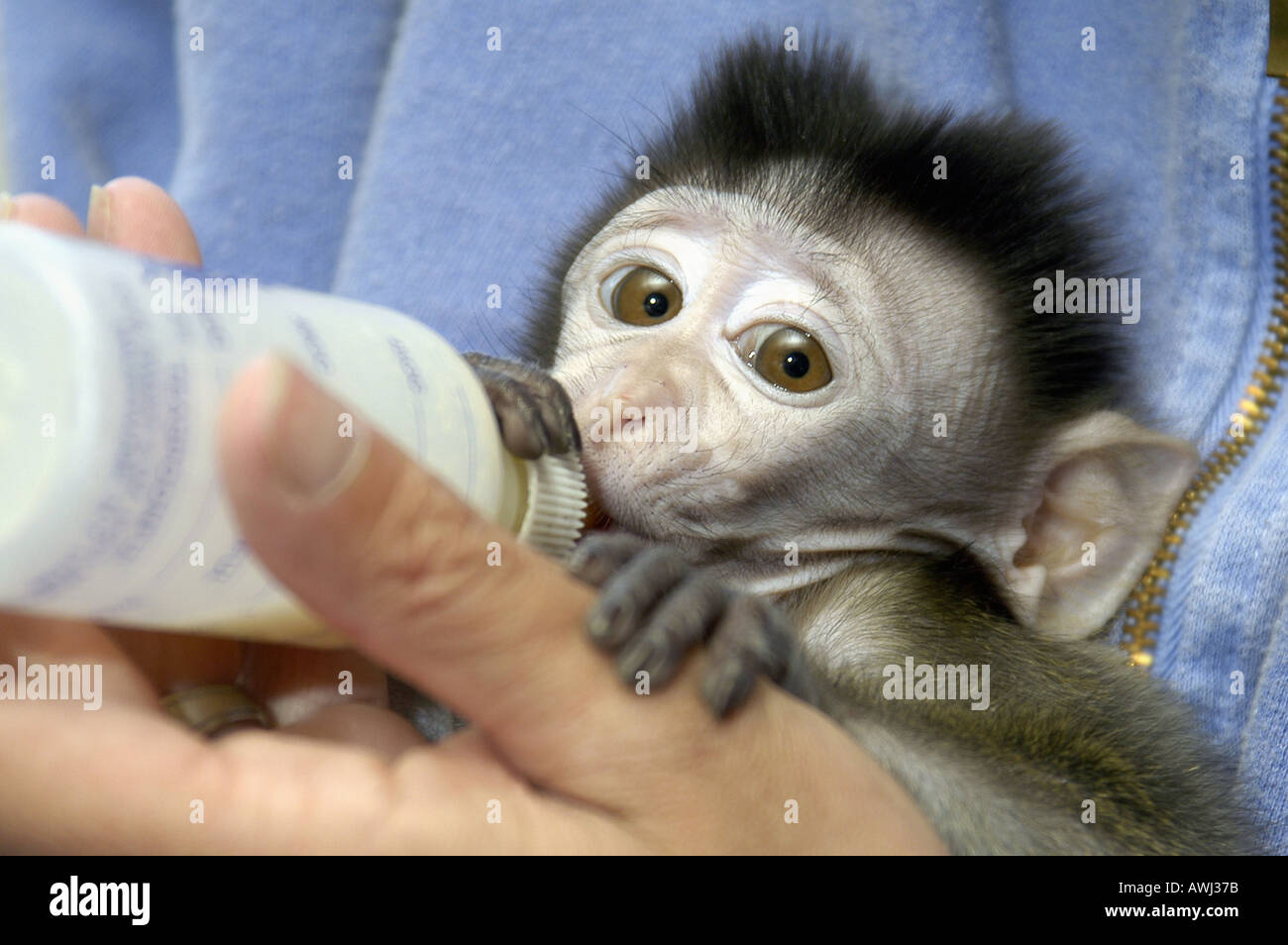 Bébé singe macaque Java gorgées d'une bouteille de lait Banque D'Images