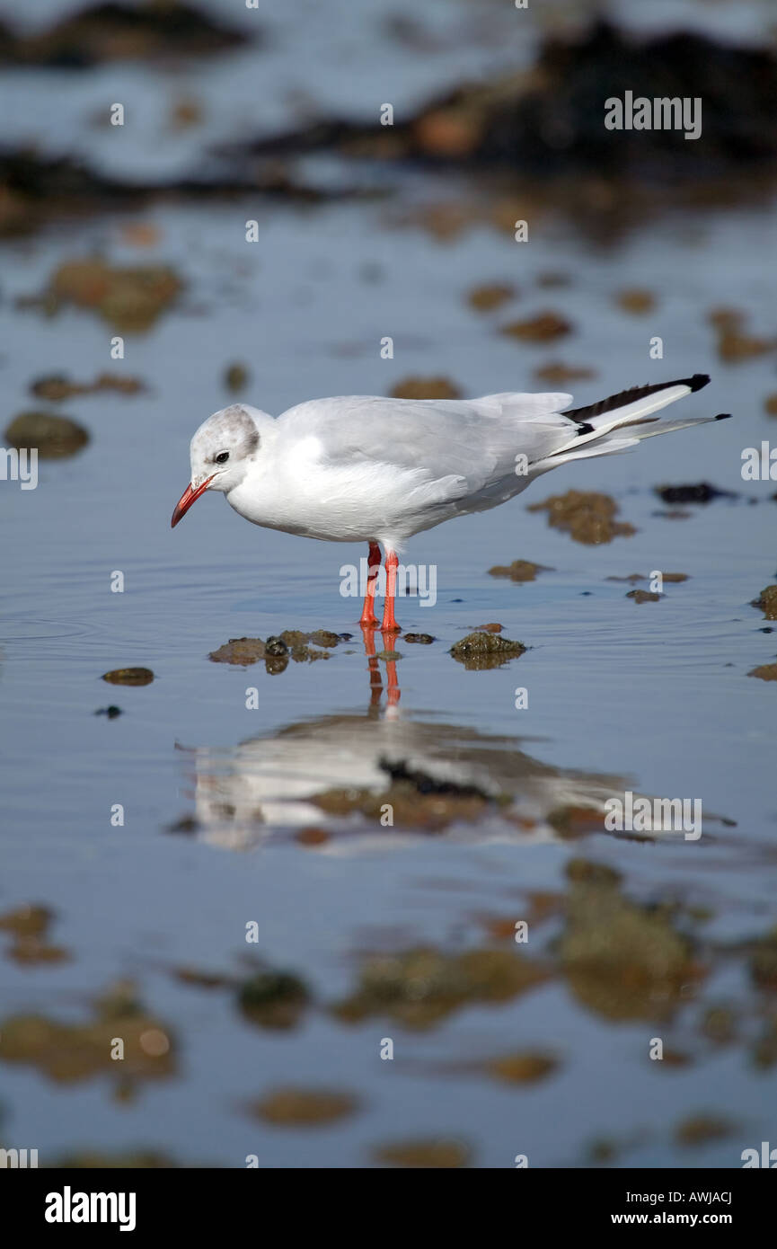 Mouette rieuse Larus ridibundus Black patauger sur le bord de la mer avec reflet dans l'eau Banque D'Images