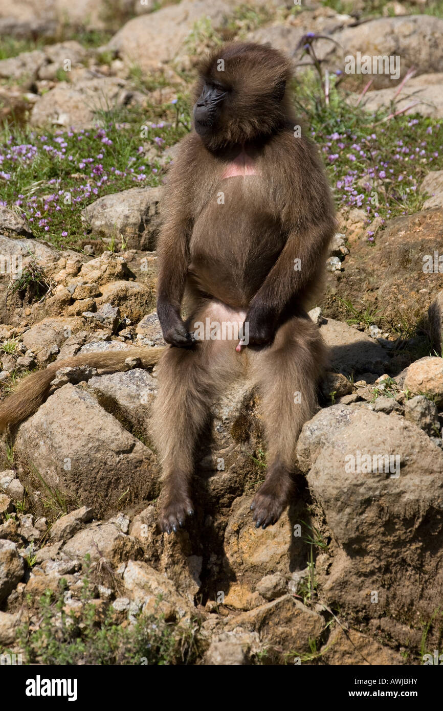 Jeune mâle Gélada Babboon assis sur un rocher, le parc national des montagnes du Simien, Éthiopie Banque D'Images