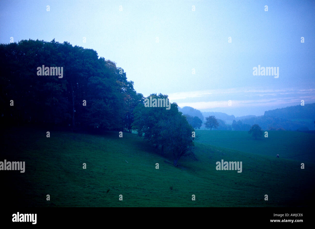 Arbres en forêt à l'aube, Allemagne Banque D'Images