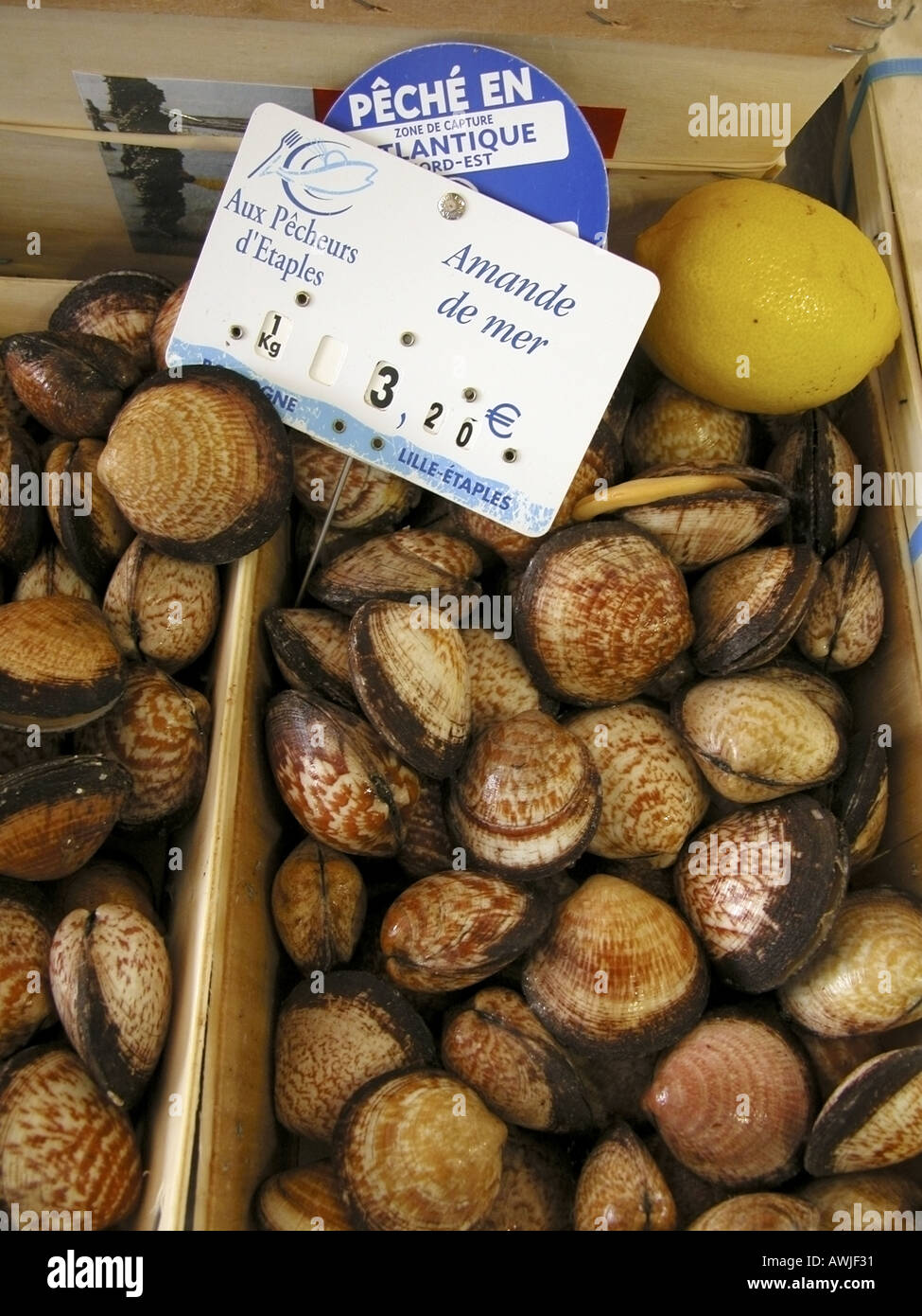 France Nord pas de calais etaples sur mer afficher des bivalves amandes de mer sur compteur poissonniers Banque D'Images