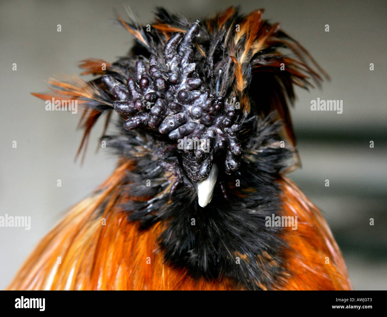 Un poulet de fantaisie avec un étrange visage. Banque D'Images