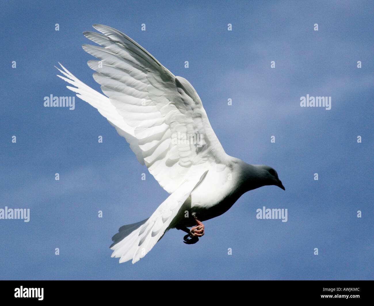 Colombe volant dans la moitié d'ossature. Banque D'Images