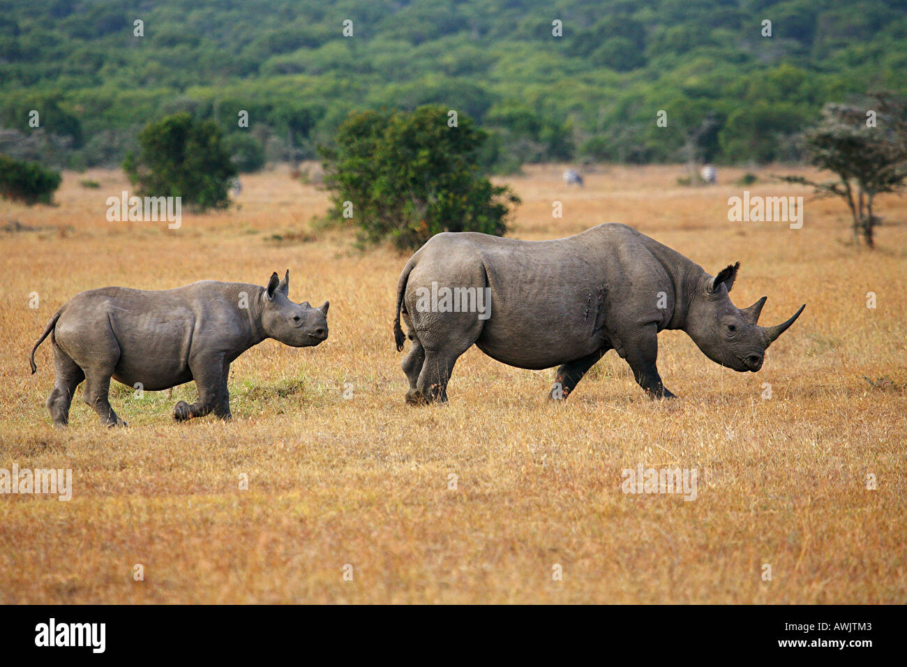 Le rhinocéros noir avec cub / Diceros bicornis Banque D'Images