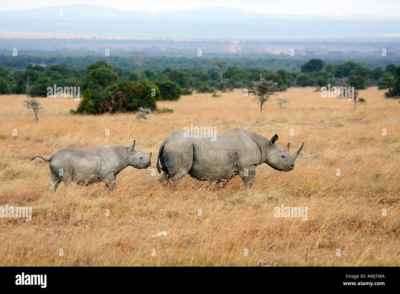 Le rhinocéros noir avec cub / Diceros bicornis Banque D'Images