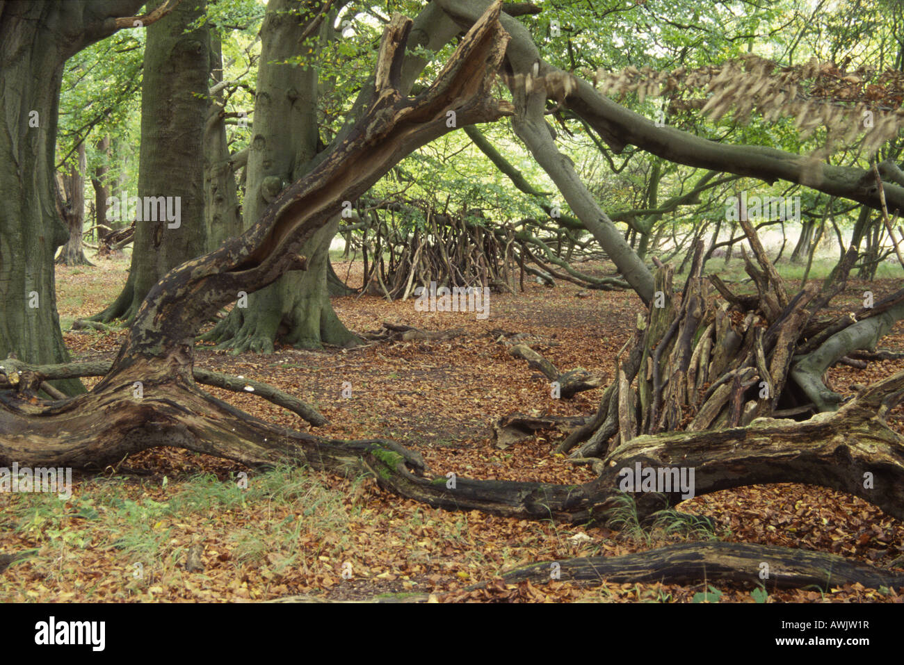 Triangle de vivre Fallen Branches Hêtre massif châssis pieux dans des habitats forestiers d'automne brun Wytham Berkshire England UK 2005 Banque D'Images Triangle de vivre Fallen Branches Hêtre massif châssis pieux dans des habitats forestiers d'automne brun Wytham Berkshire England UK 2005 Banque D'Images