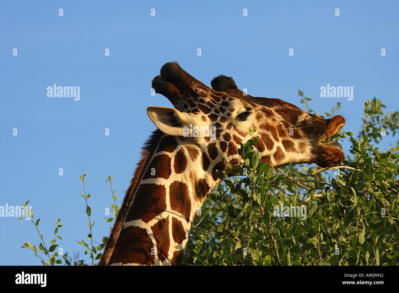 Girafe - feuilles de grignotage / Giraffa camelopardalis reticulata Banque D'Images