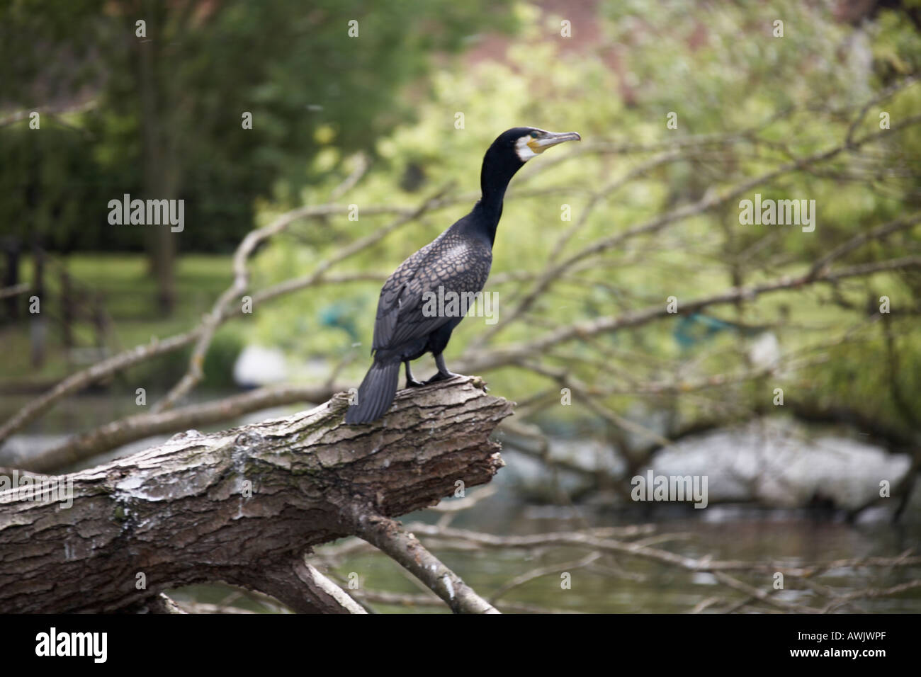 Juvenile cormoran Phalacrocorax carbo debout sur un journal au bord de la rivière près de Marlow Banque D'Images Juvenile cormoran Phalacrocorax carbo debout sur un journal au bord de la rivière près de Marlow Banque D'Images
