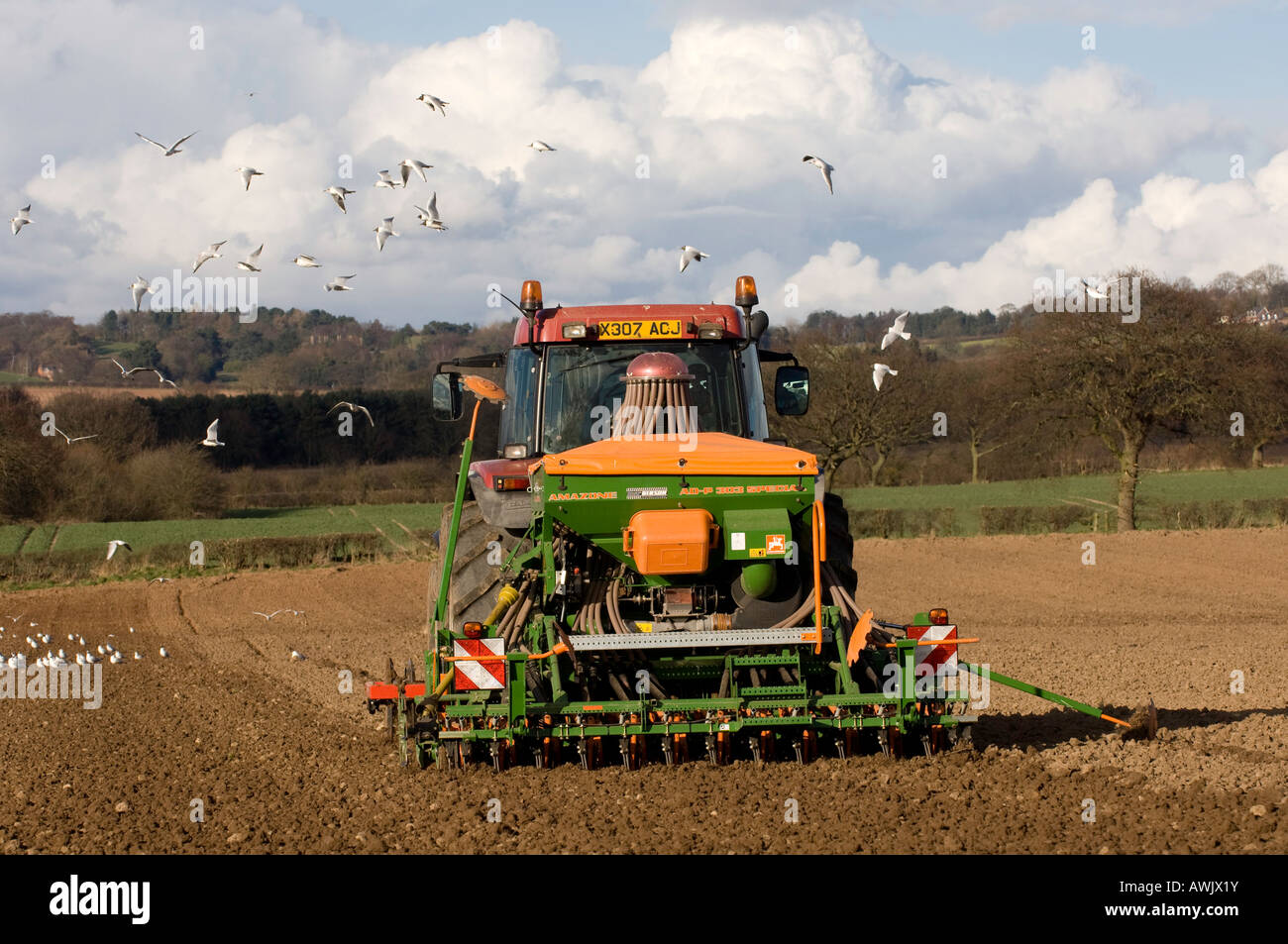 La plantation d'agriculteur haricots avec un semoir pneumatique monté sur un tracteur Maxxum Case équipé de disques montés à l'avant Banque D'Images