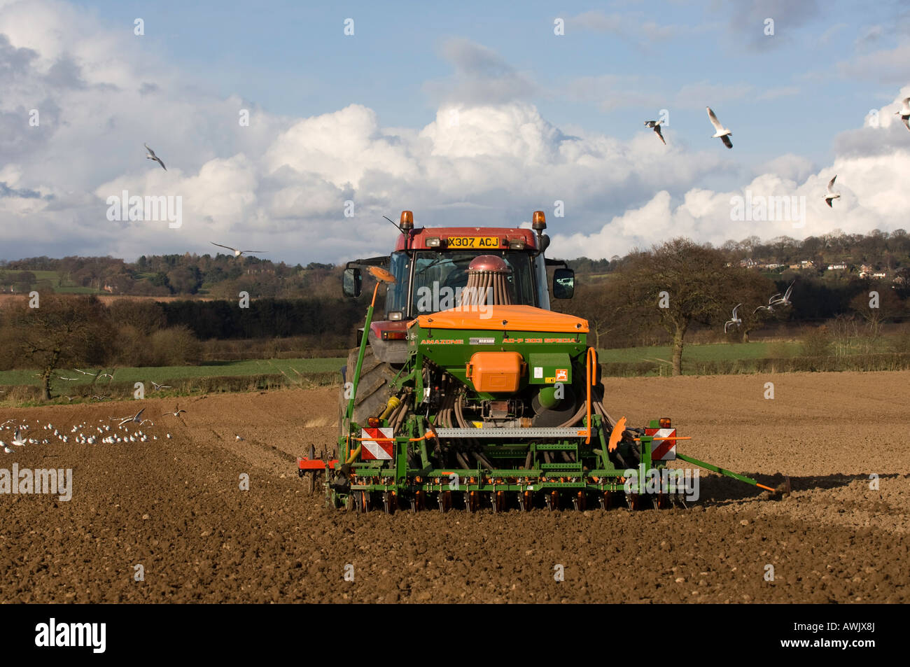 La plantation d'agriculteur haricots avec un semoir pneumatique monté sur un tracteur Maxxum Case équipé de disques montés à l'avant Banque D'Images