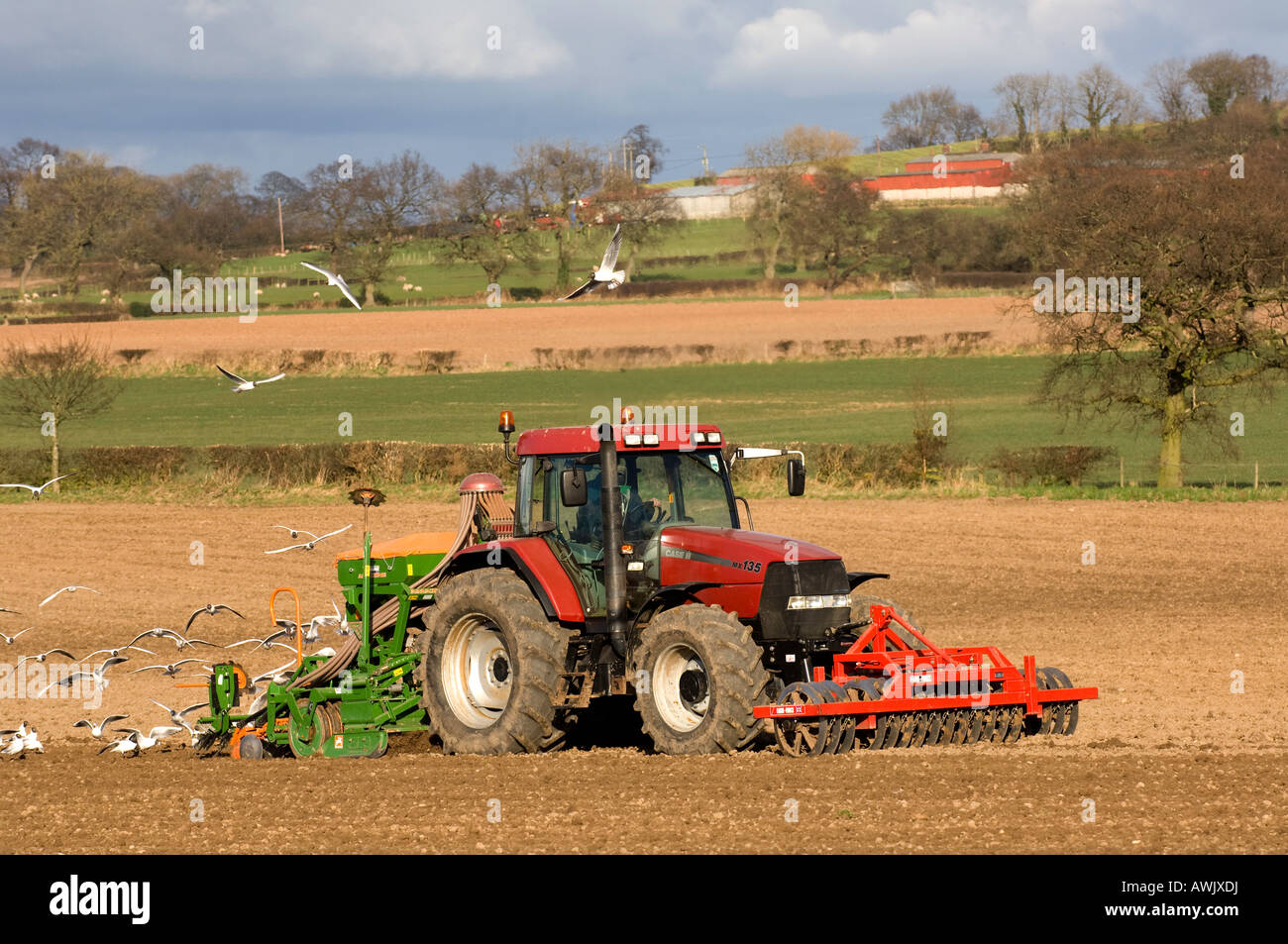 La plantation d'agriculteur haricots avec un semoir pneumatique monté sur un tracteur Maxxum Case équipé de disques montés à l'avant Banque D'Images