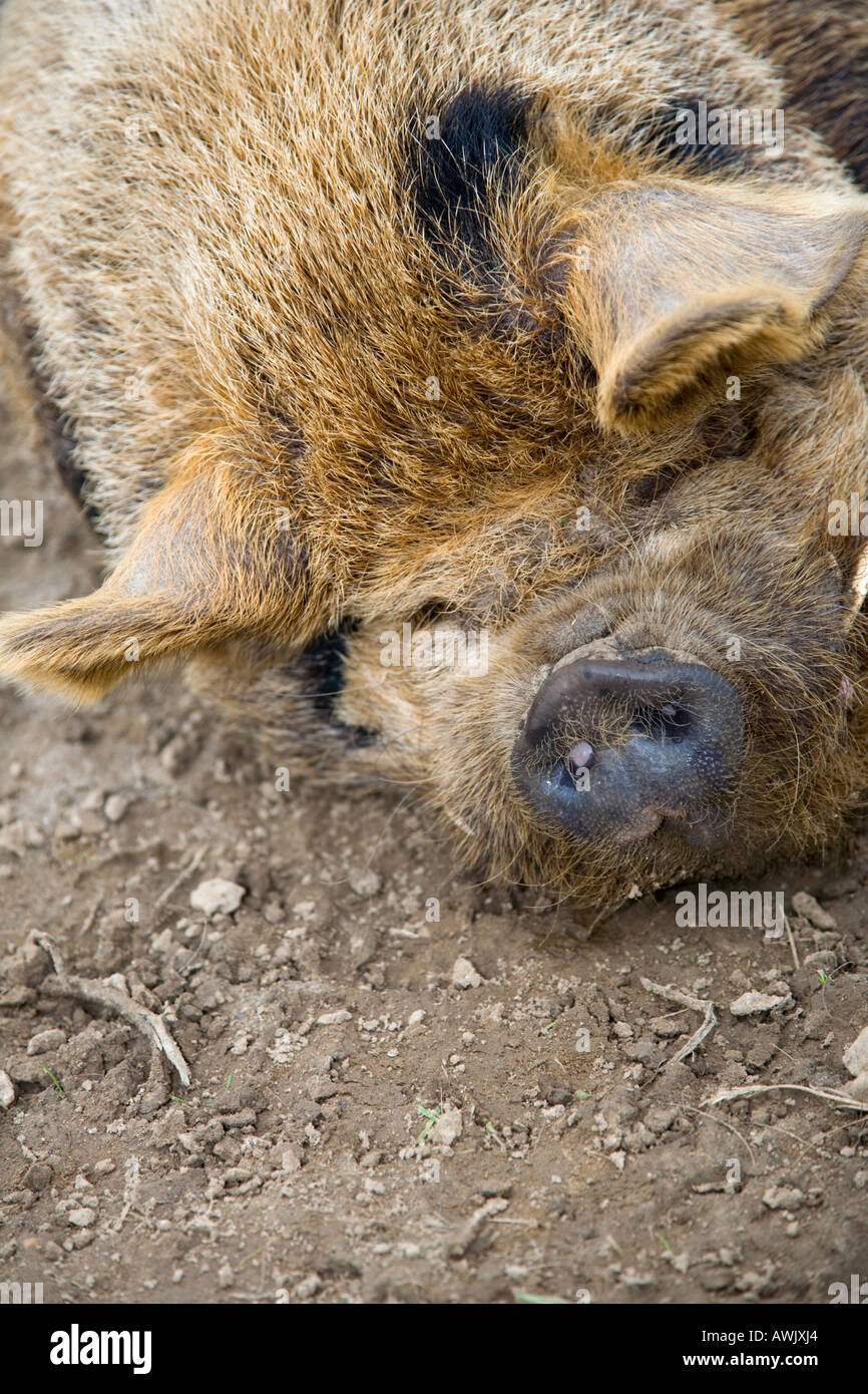 Un cochon poilu gisant dans la boue Banque D'Images