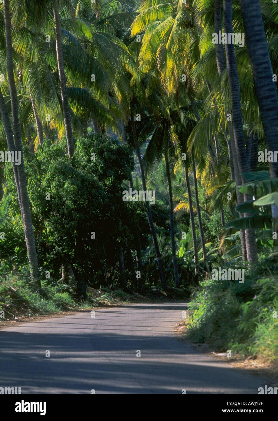 La réunion, route à travers la forêt tropicale Banque D'Images