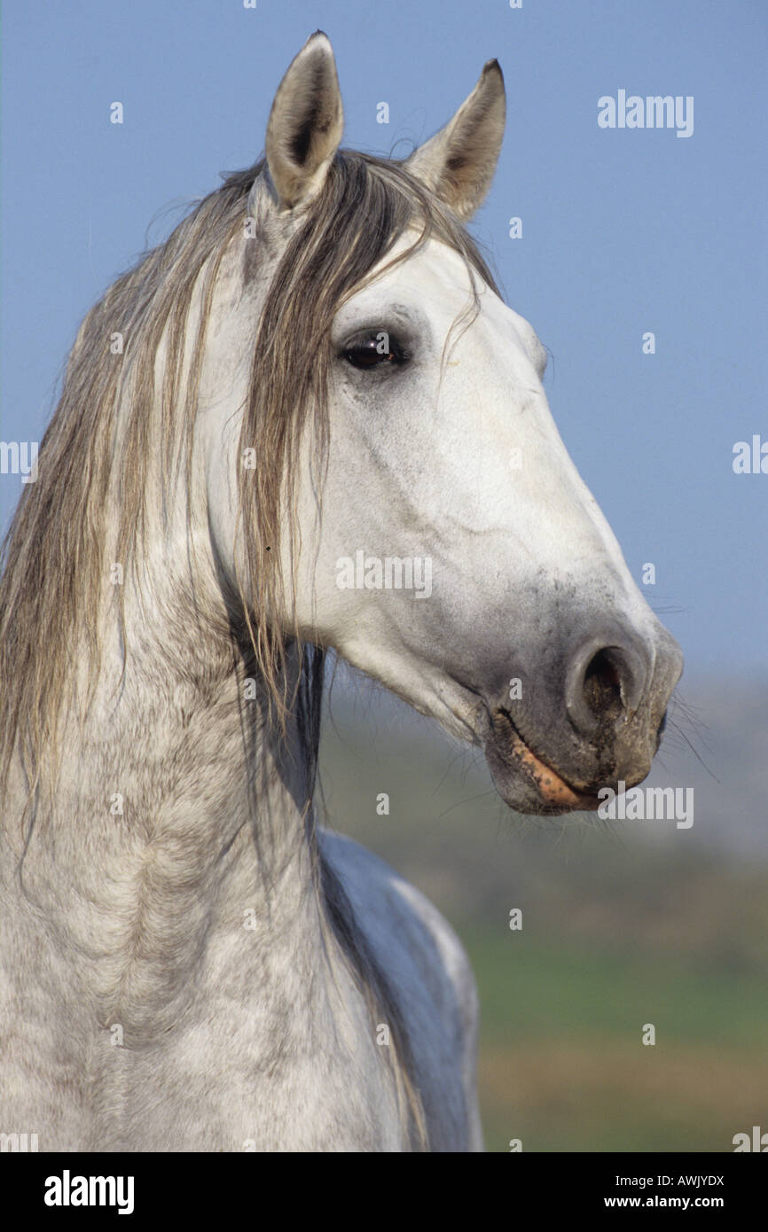 Cheval andalou (Equus caballus) Portrait d'étalon Banque D'Images