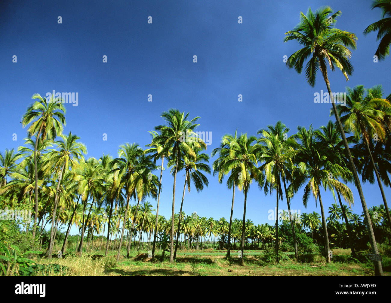 Palm Grove, Réunion (île française dans l'Océan Indien) Banque D'Images