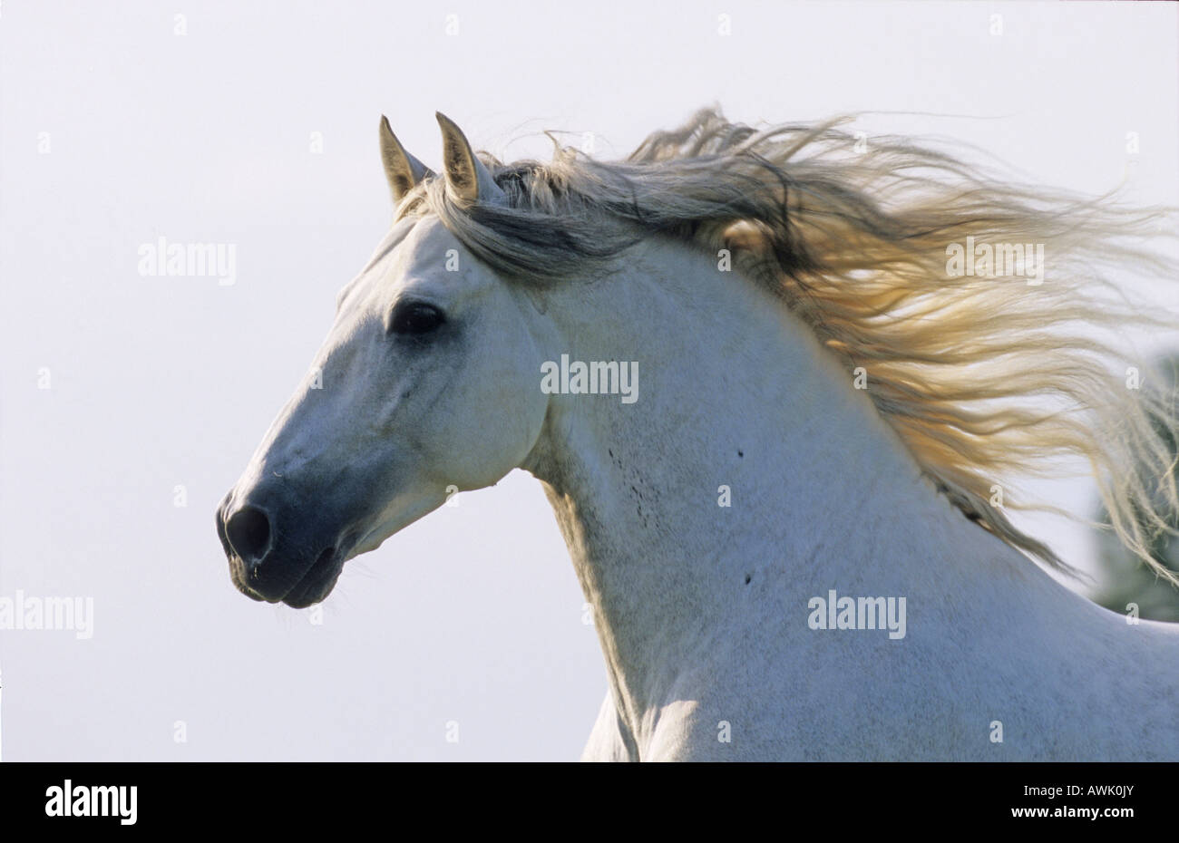 Cheval andalou (Equus caballus), portrait d'étalon en galop avec mane découlant Banque D'Images