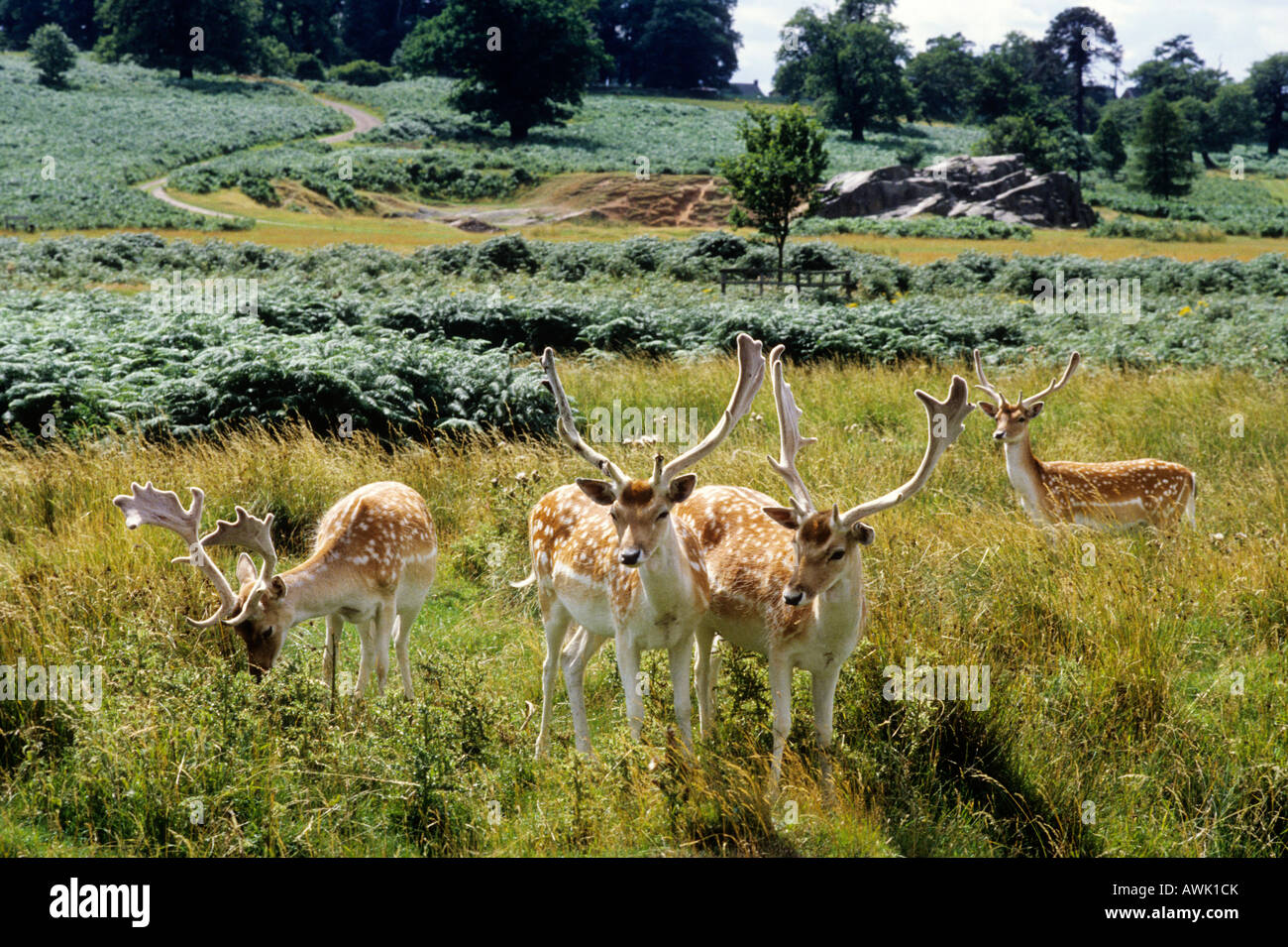 Bradgate Park Leicestershire daims moorland heath England UK fougères tourisme voyage de la faune Les animaux des bois Banque D'Images