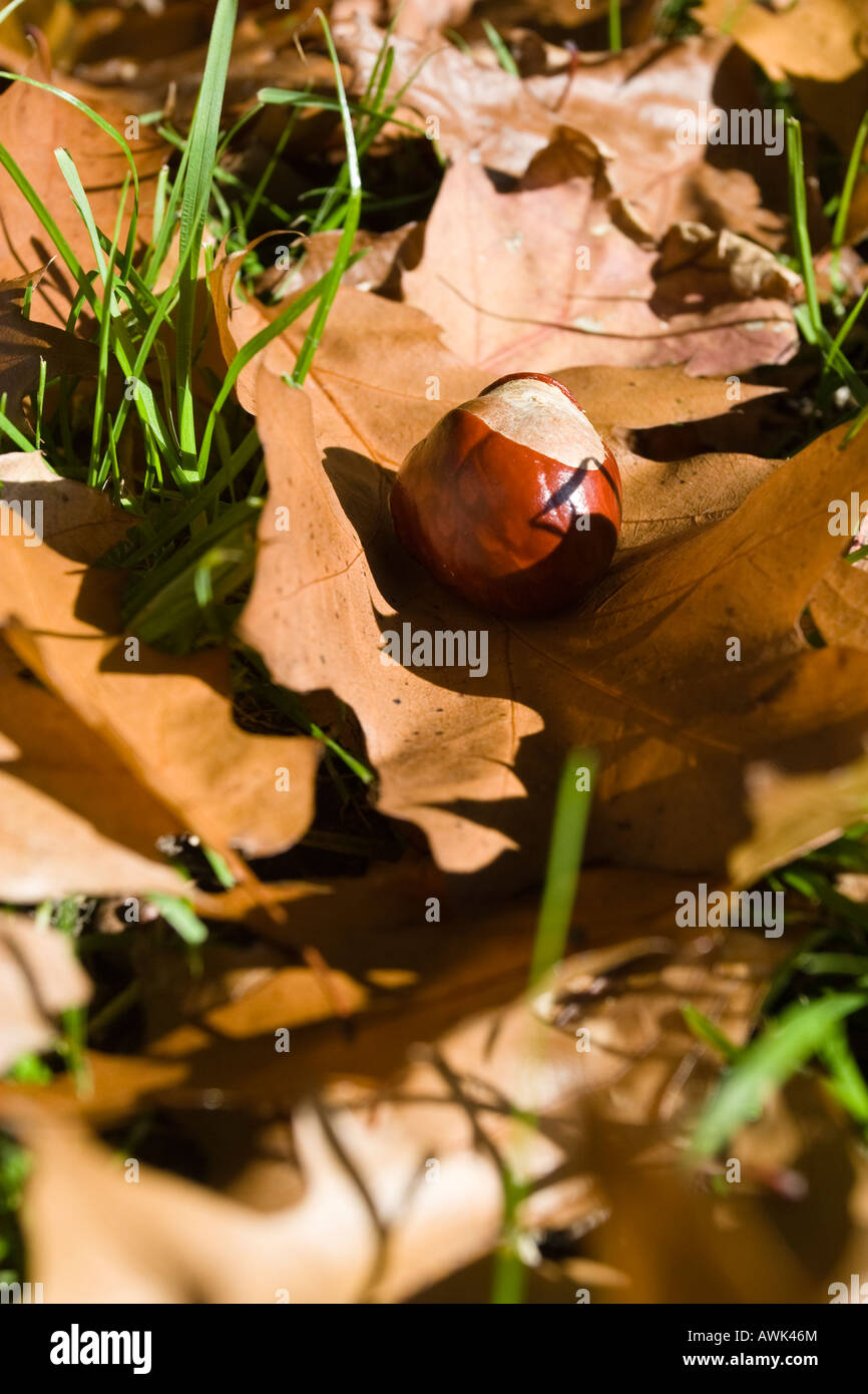 Parmi les mensonges de Conker brun automne les feuilles et le gazon Banque D'Images