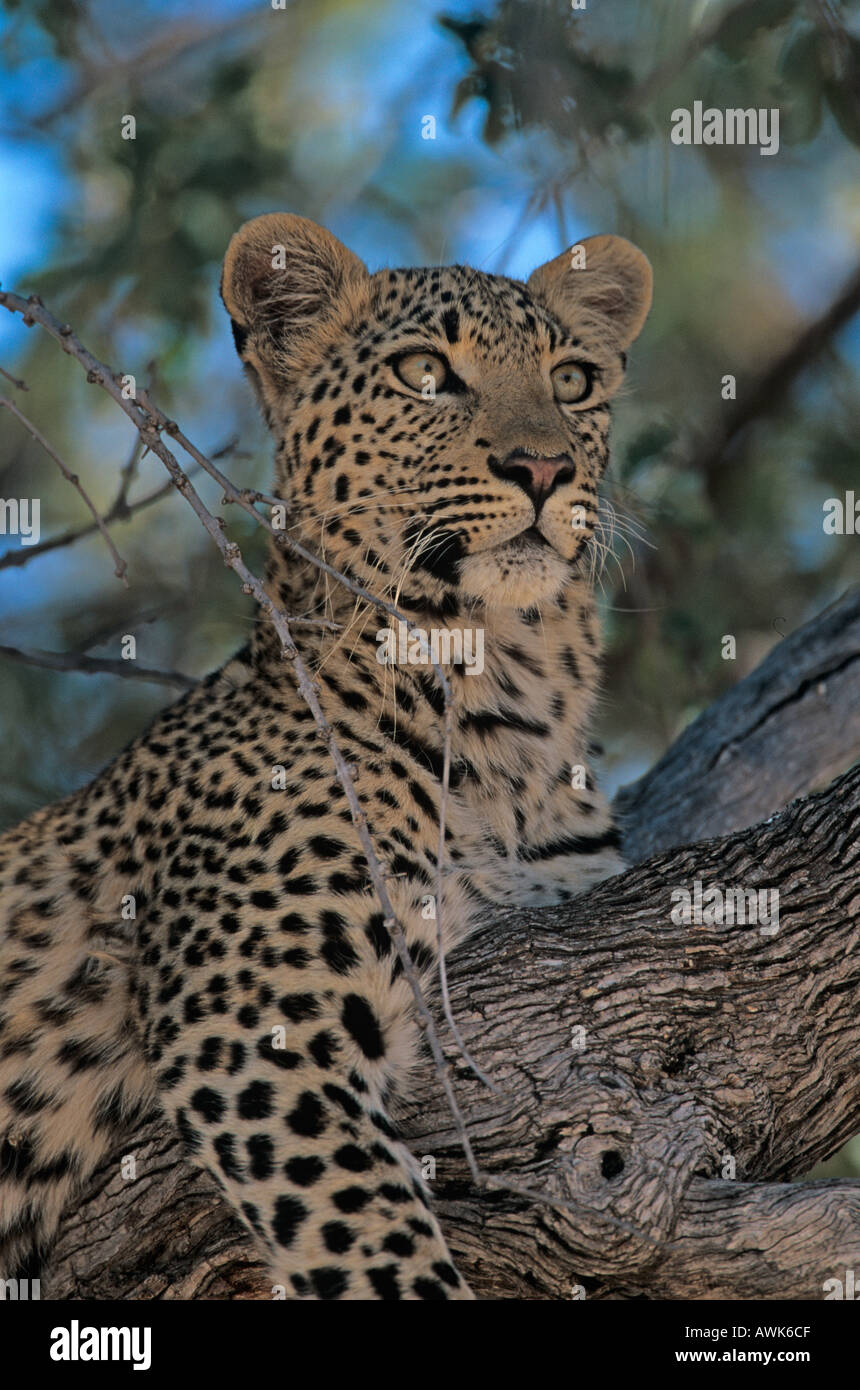 Leopard Cub Panthera pardus Banque D'Images