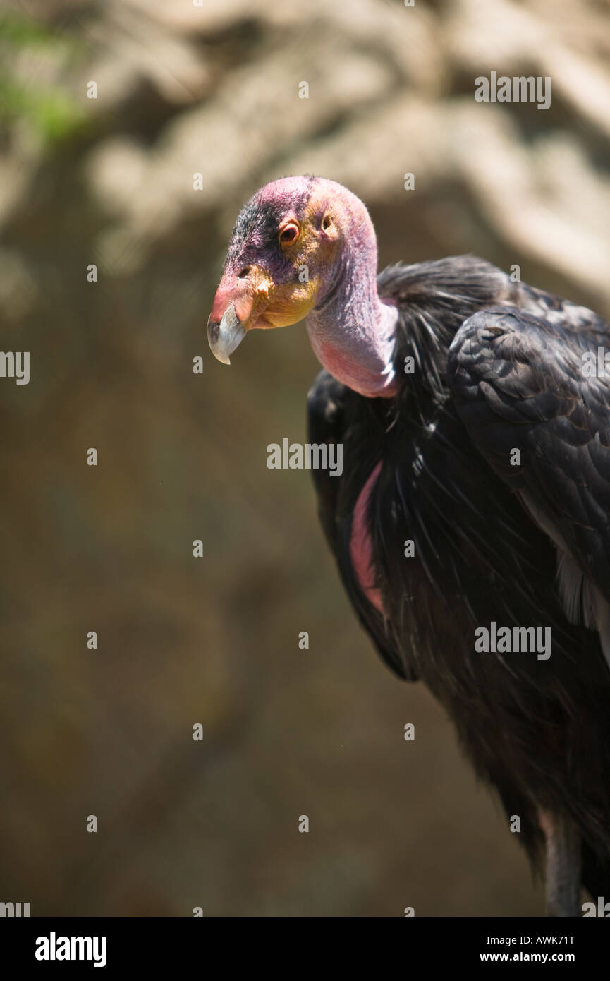 Condor de Californie, San Diego, Wild Animal Park, Escondido, California, USA Banque D'Images