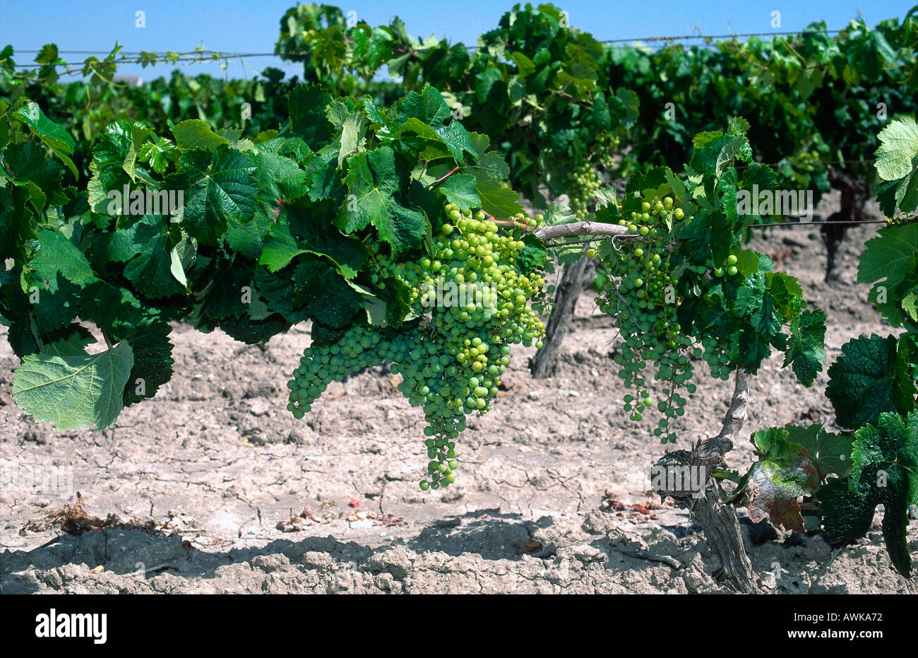 Plantation de raisins sur le paysage, Jerez de la Frontera, Andalousie, Espagne Banque D'Images