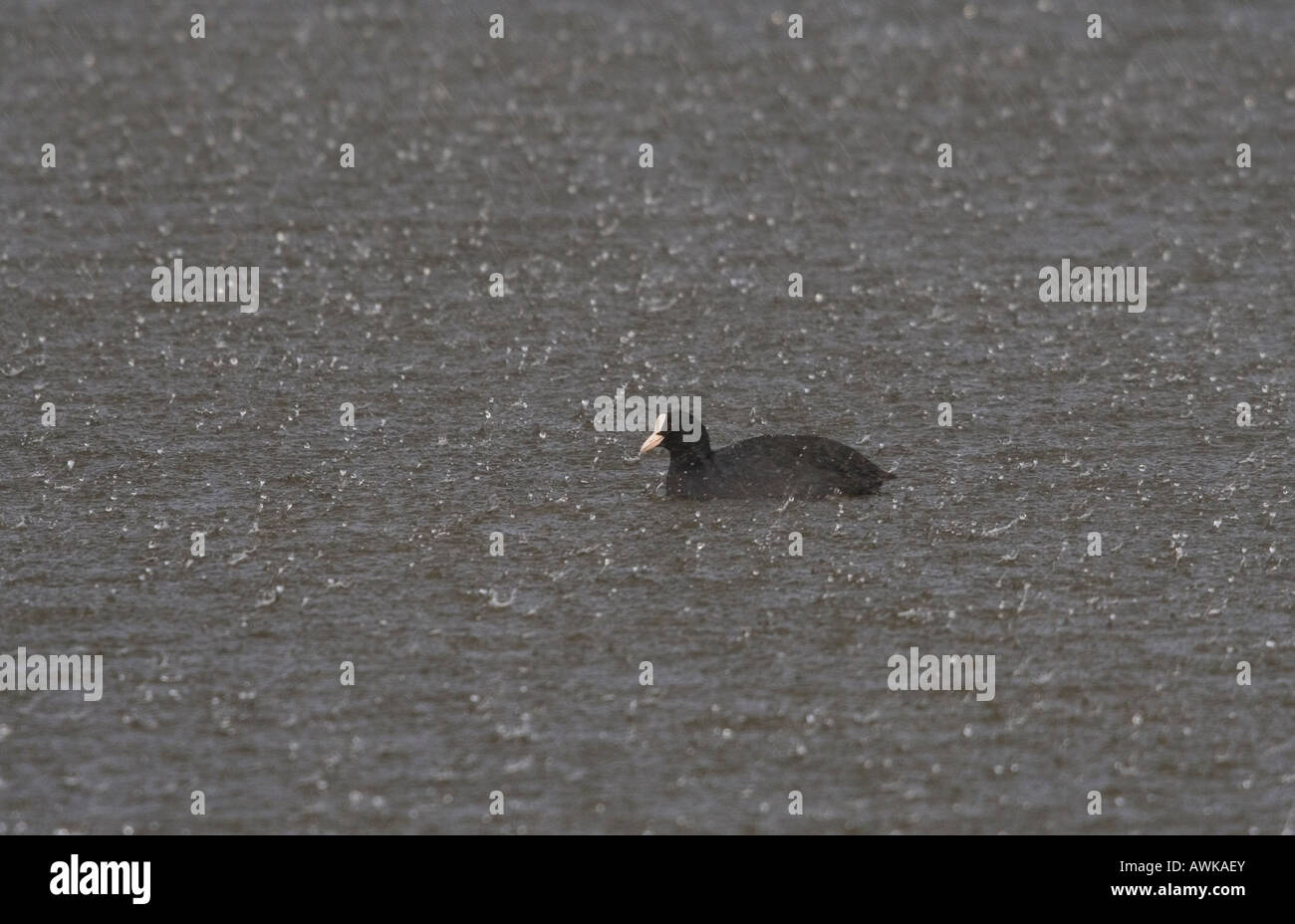 Foulque sur le lac pendant la forte pluie douche Banque D'Images