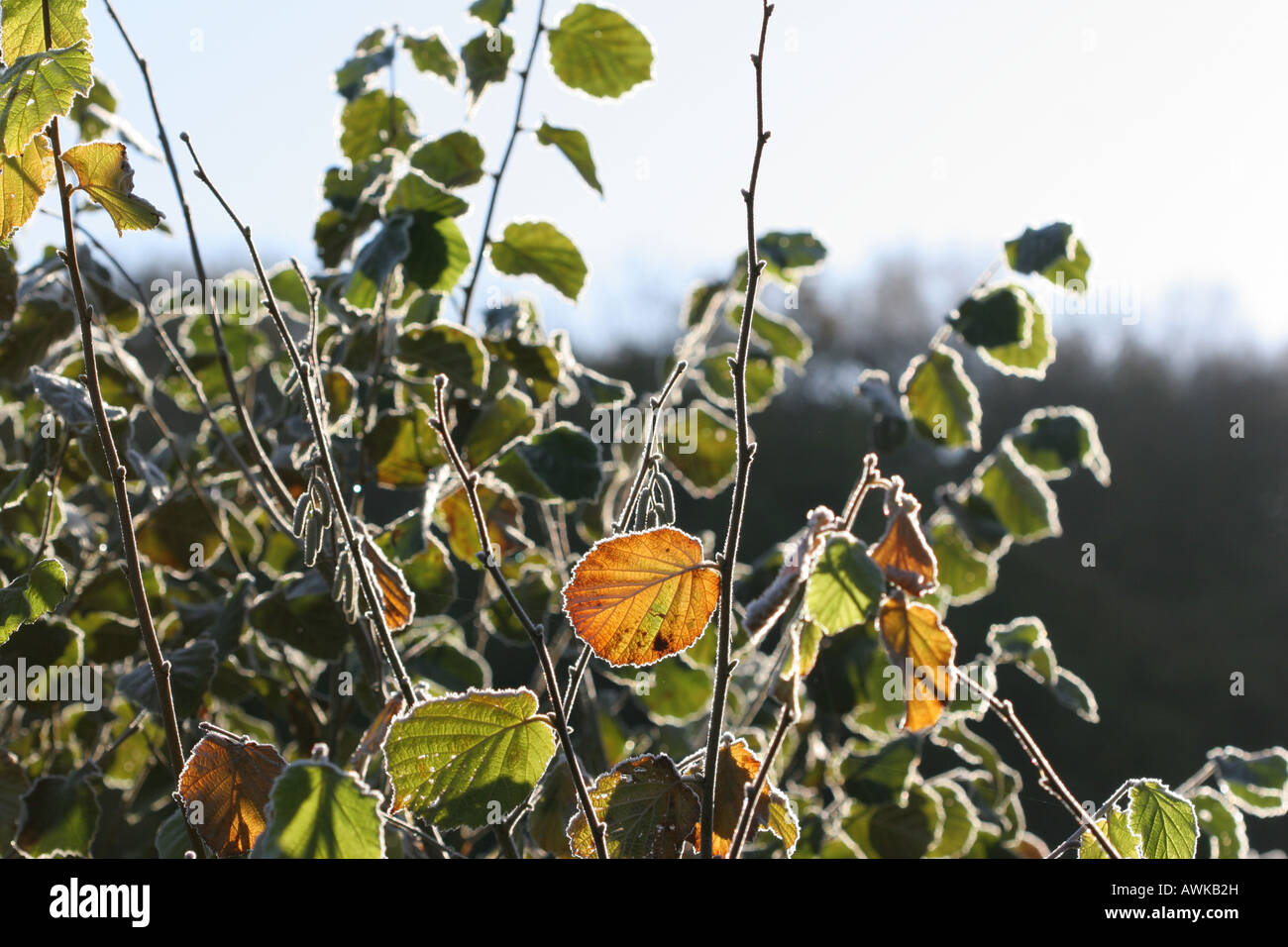 Les feuilles ensoleillées couverte de givre sur le matin d'hiver Banque D'Images