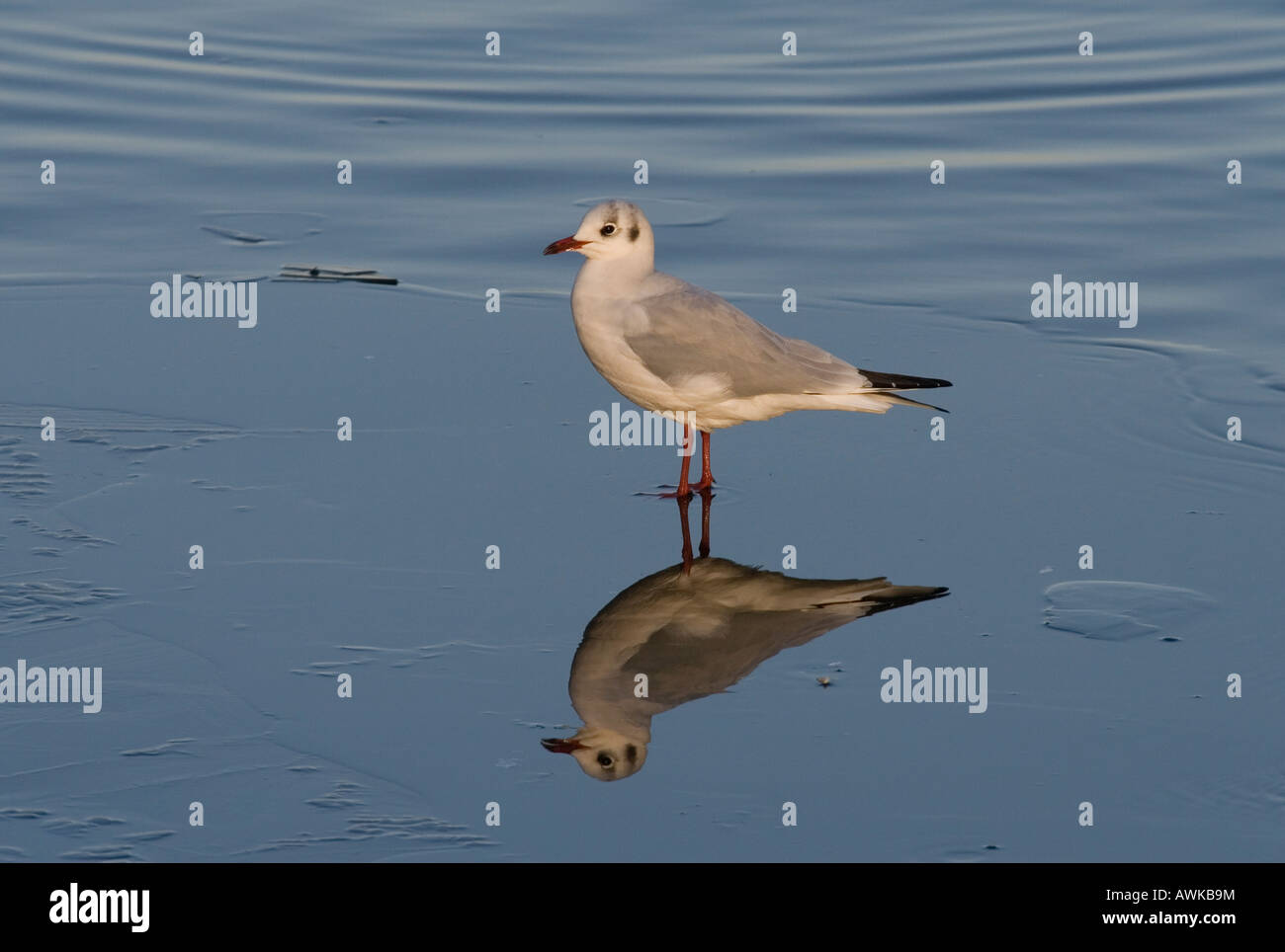 Mouette debout sur lac gelé, au Royaume-Uni, l'hiver Banque D'Images Mouette debout sur lac gelé, au Royaume-Uni, l'hiver Banque D'Images