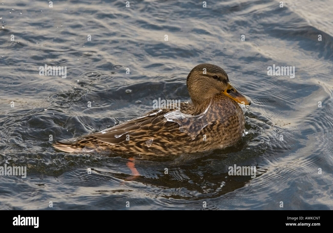 Canard colvert de baignade Banque D'Images Canard colvert de baignade Banque D'Images