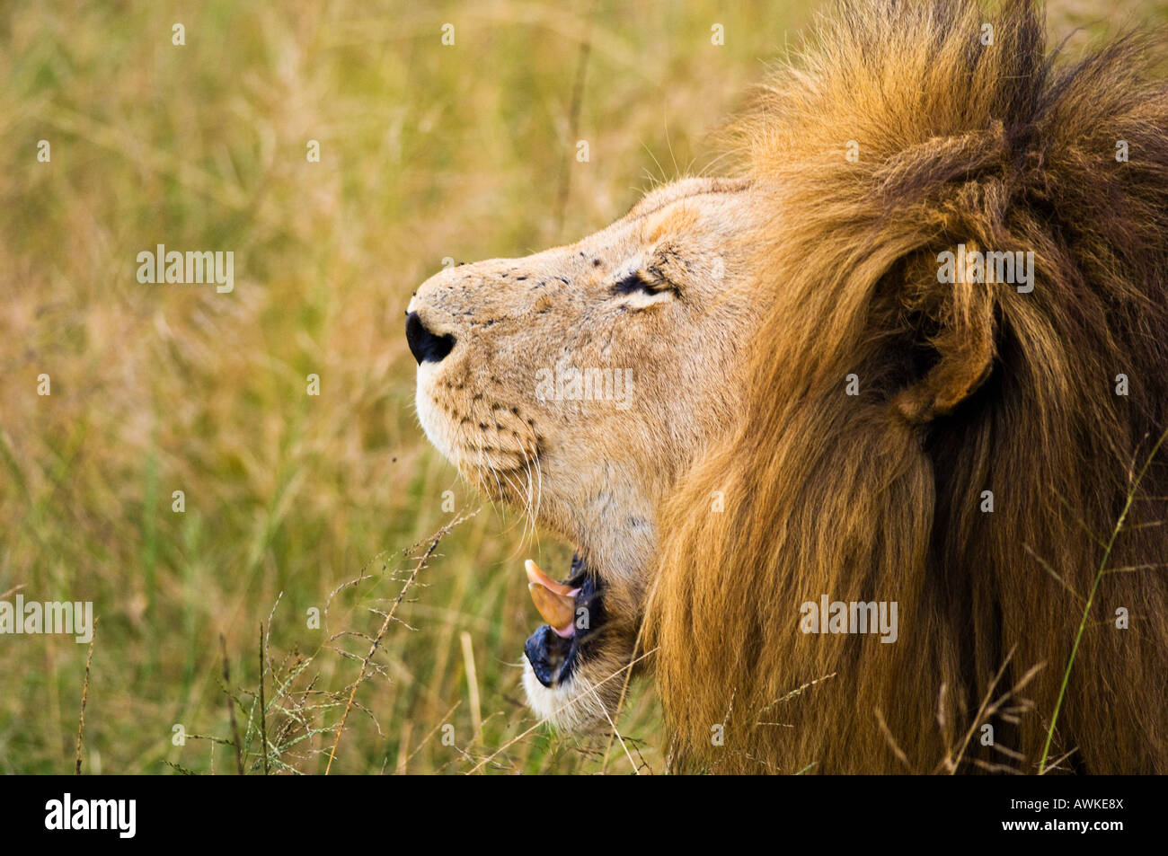 Roaring lion mâle. Banque D'Images
