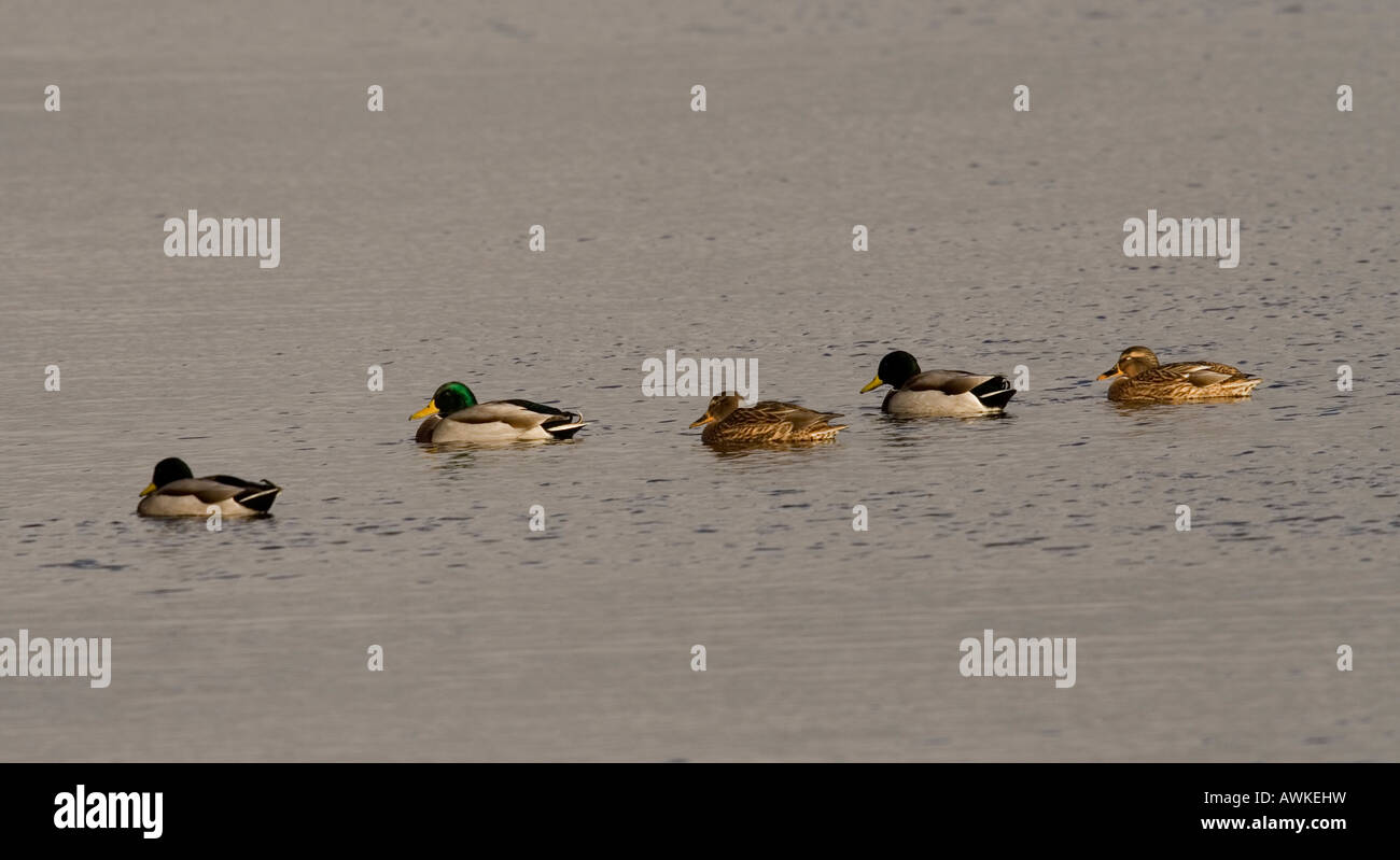 Troupeau de Canards colverts dans une ligne, le Royaume-Uni, l'hiver Banque D'Images Troupeau de Canards colverts dans une ligne, le Royaume-Uni, l'hiver Banque D'Images