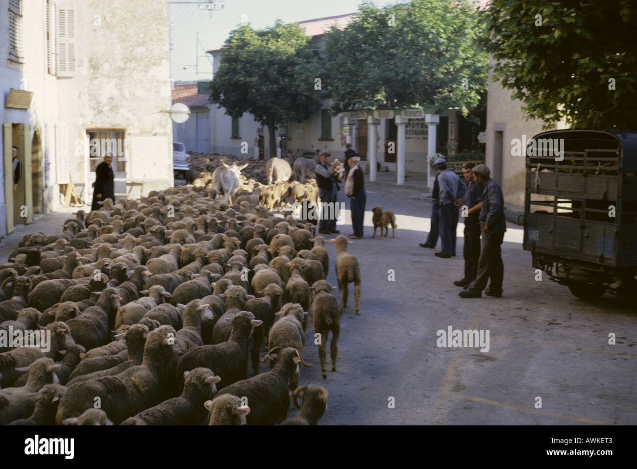 Troupeau de bergers leur troupeau à travers un village provençal : Comps, au cours de la transhumance dans les années 60, France Banque D'Images