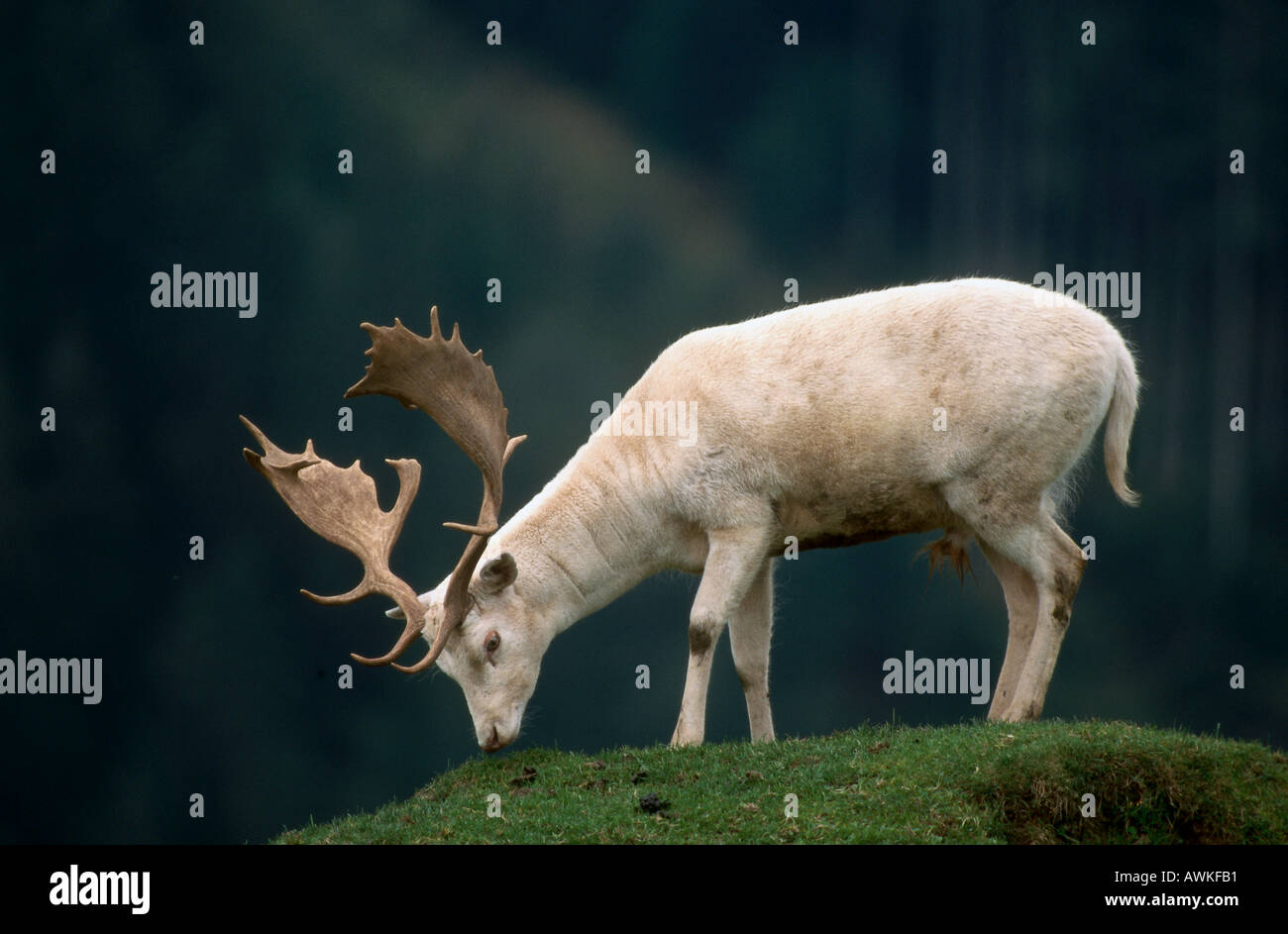 White (Dama dama) herbe de pâturage dans la zone, Bavière, Allemagne Banque D'Images