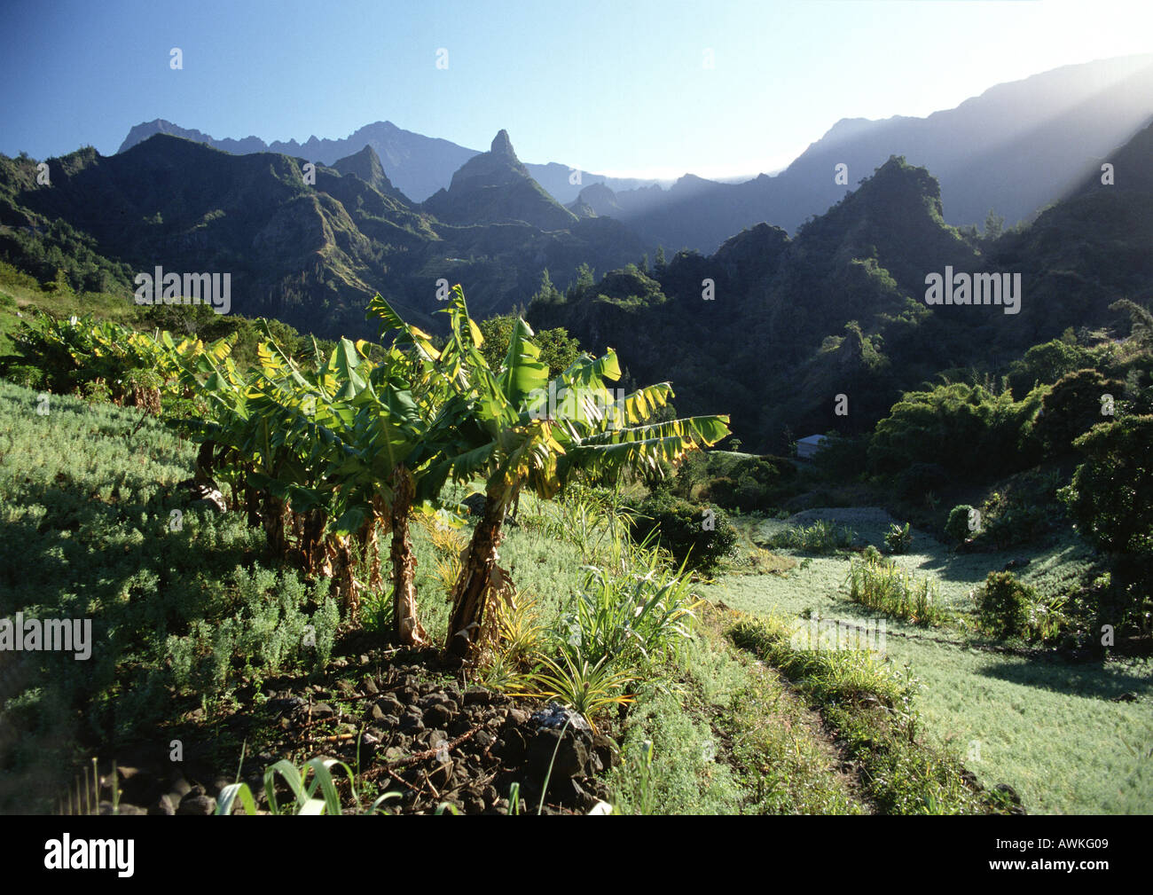 Soleil, palmiers dans un paysage montagneux, Réunion (île française dans l'Océan Indien) Banque D'Images