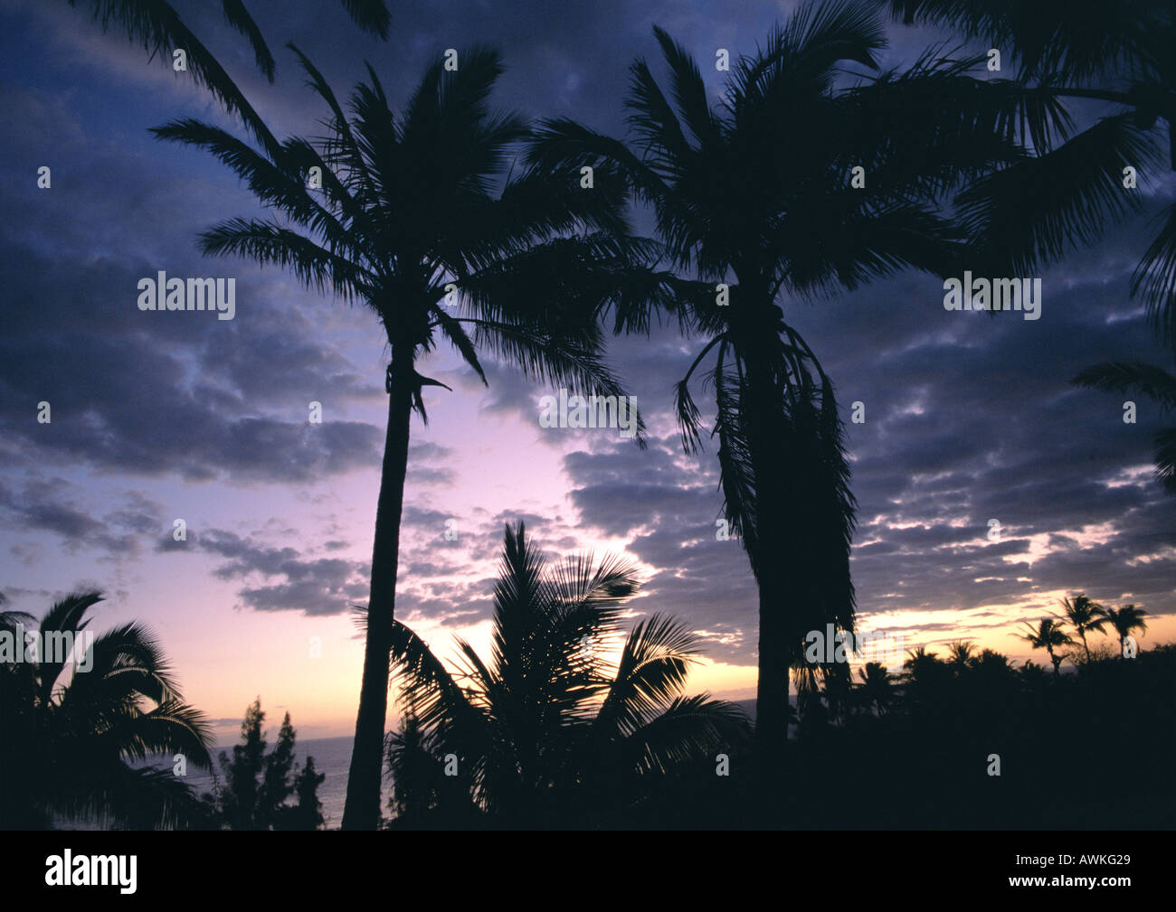 Les palmiers se découpant au coucher du soleil Banque D'Images