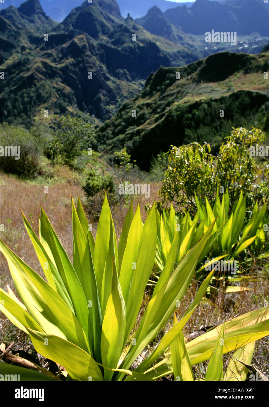Paysage tropical montagneux, Réunion (île française dans l'Océan Indien) Banque D'Images