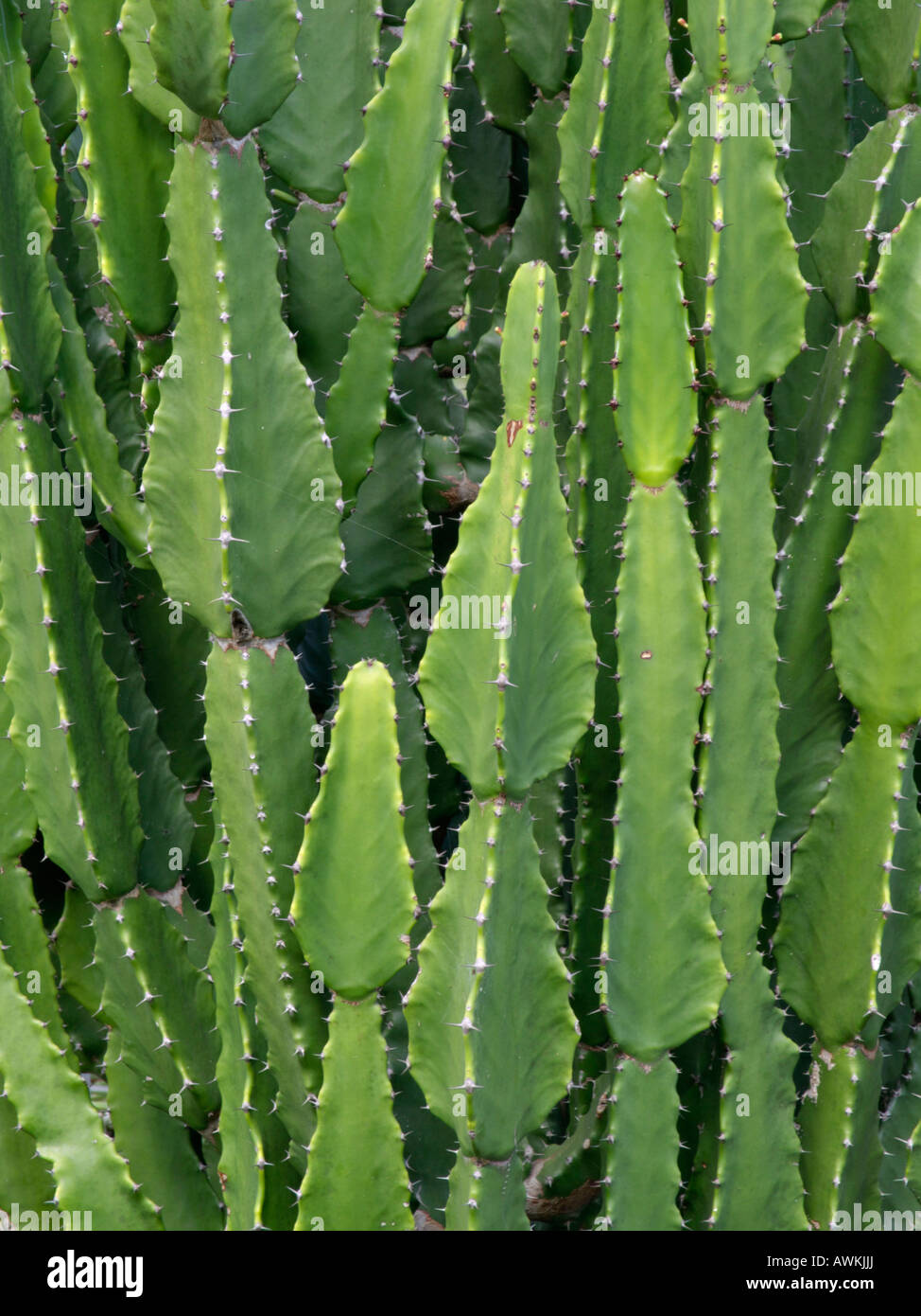 L'euphorbe ésule (Euphorbia kamerunica) Banque D'Images