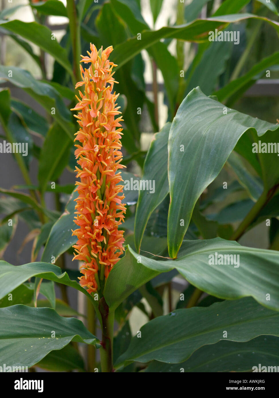 Ginger lily Banque de photographies et d’images à haute résolution Alamy