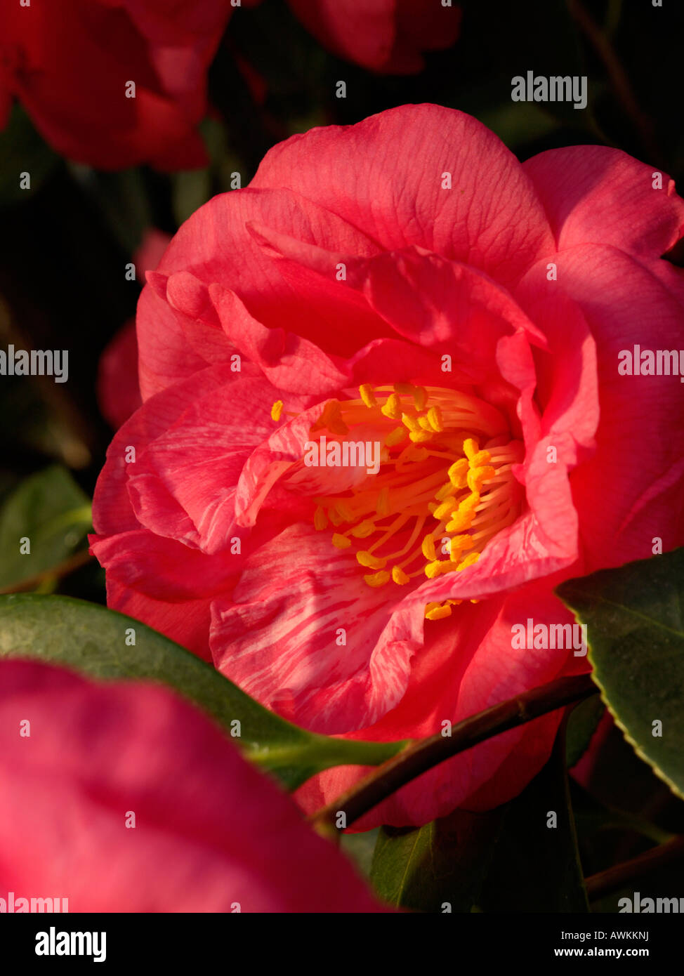 Japanese camellia (camellia japonica 'drama girl') Banque D'Images