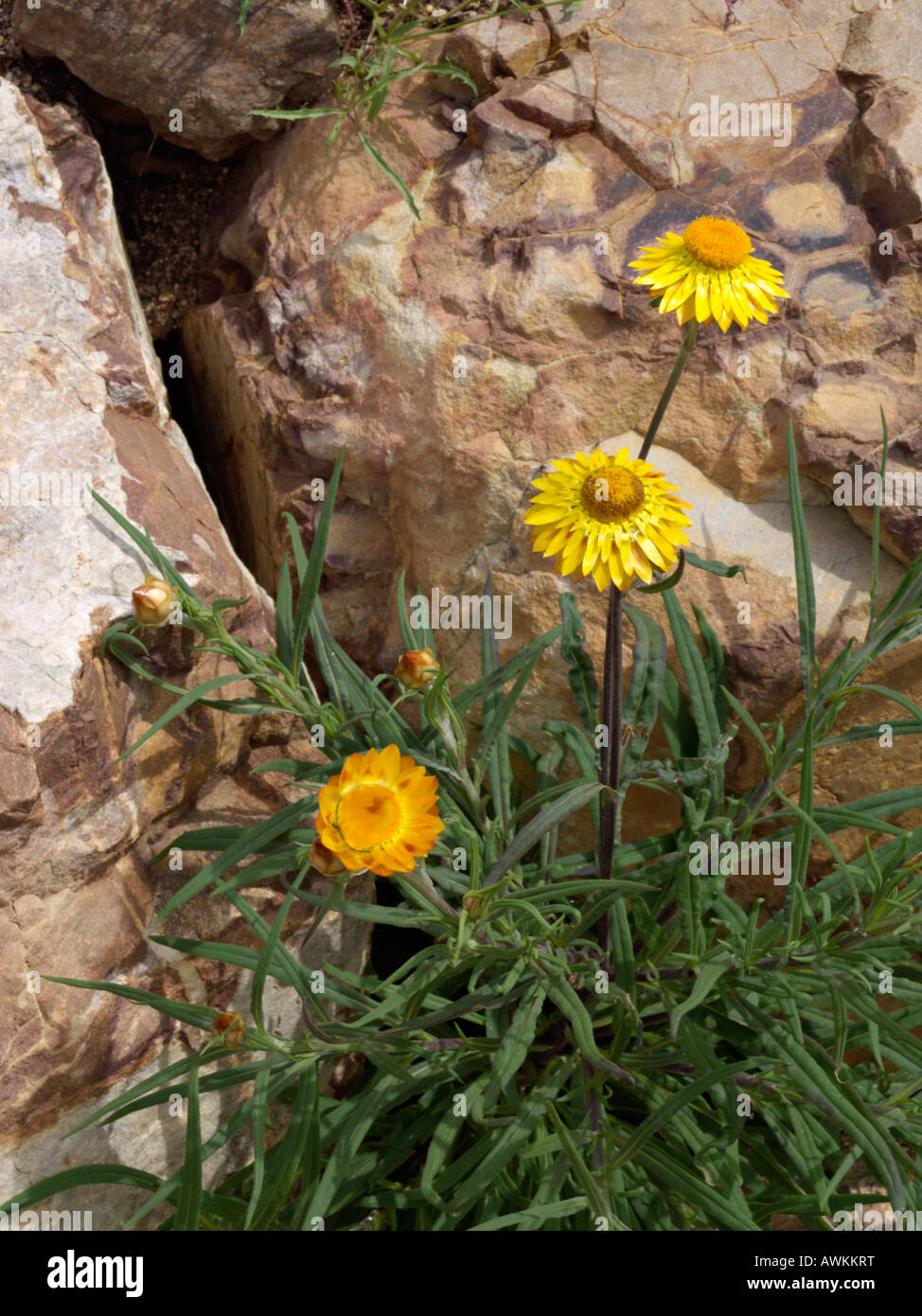 Xerochrysum bracteatum éternelle d'or (Helichrysum bracteatum) syn. Banque D'Images